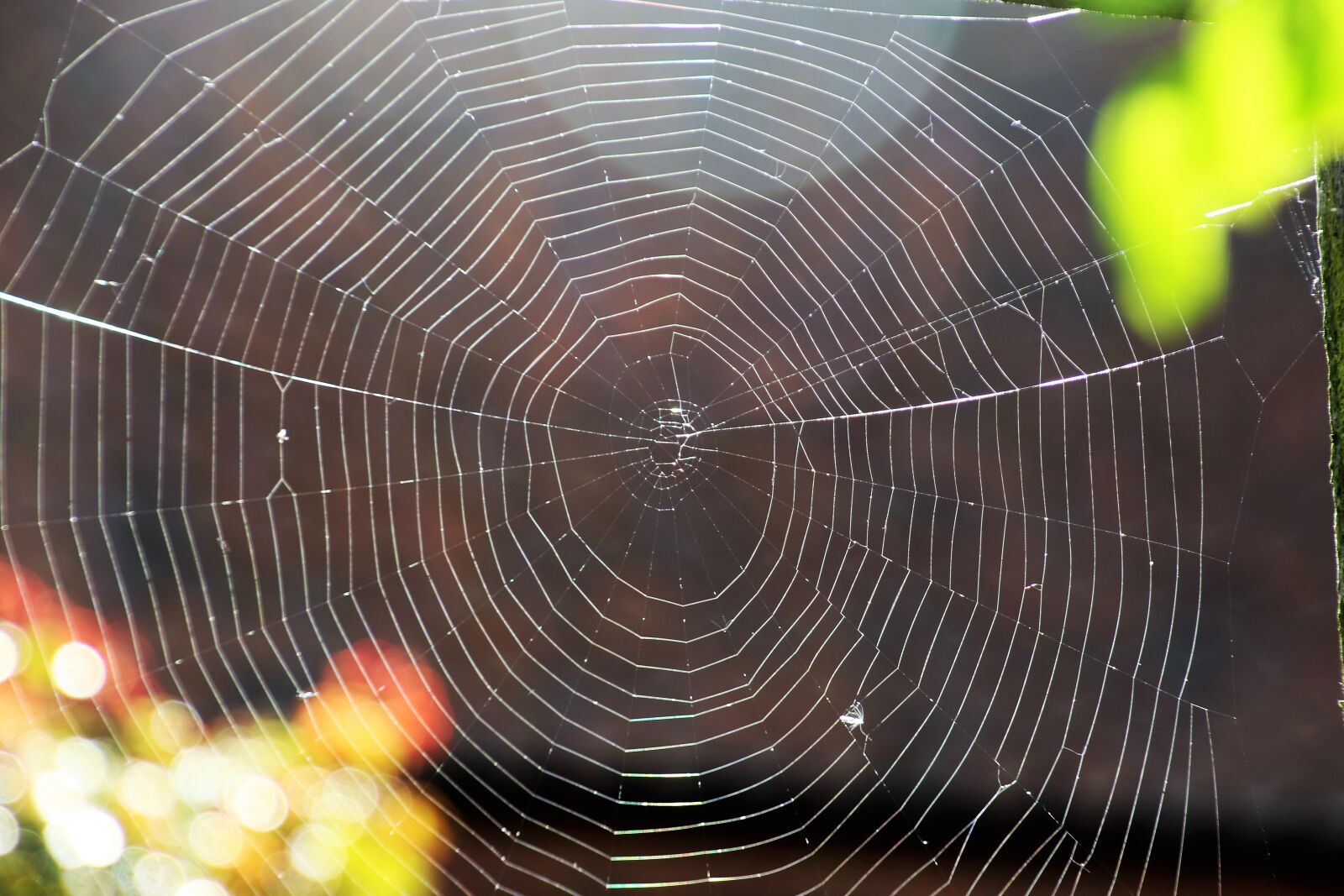 Canon EOS 7D Mark II sample photo. Circle, garden, leaves, spider photography