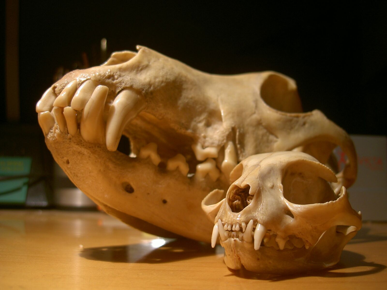 KONICA MINOLTA DIGITAL CAMERA KD-500Z sample photo. Skull, cat, dog photography