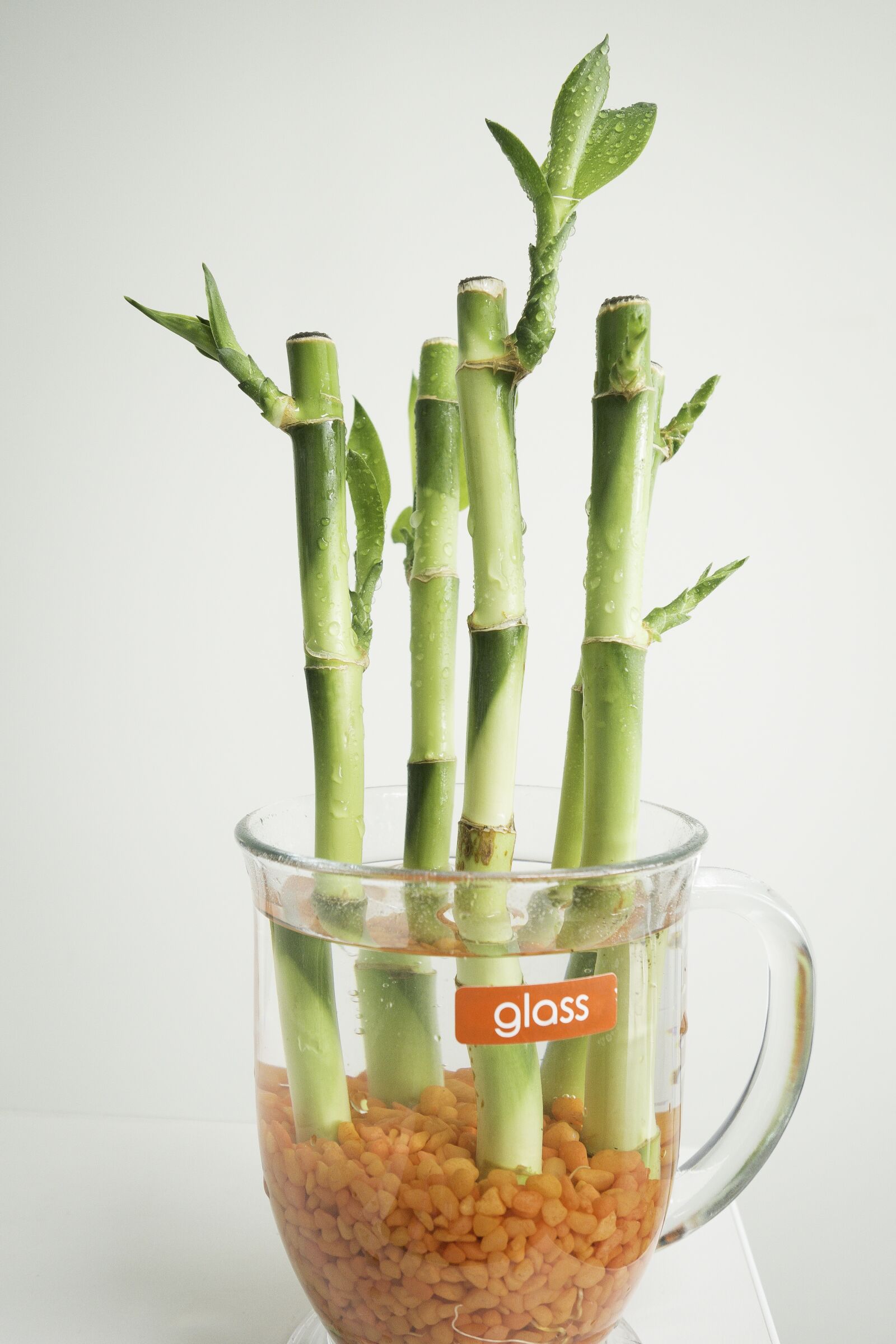 Sony Cyber-shot DSC-RX100 II sample photo. Aquatic, bamboo, cup photography