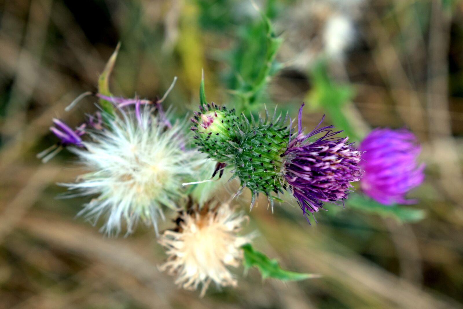Nikon D3300 sample photo. Pestrec, thistle, flower photography