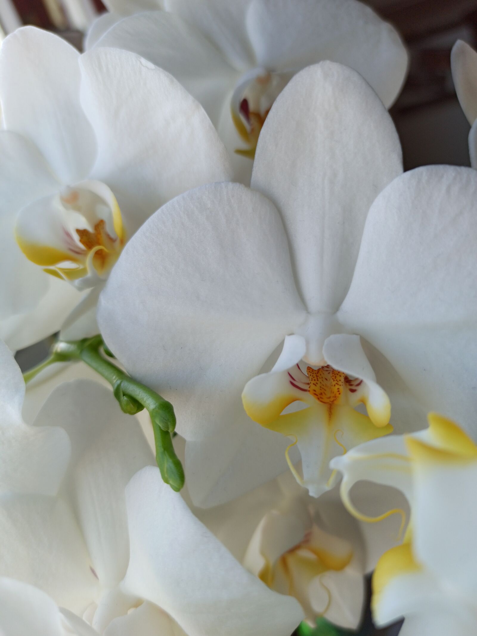 Xiaomi Redmi Note 8 Pro sample photo. Flowers, orchids, hell photography