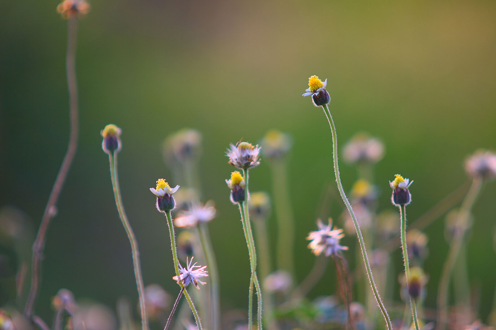 Canon EOS 50D sample photo. Selective, photography, of, yellow photography