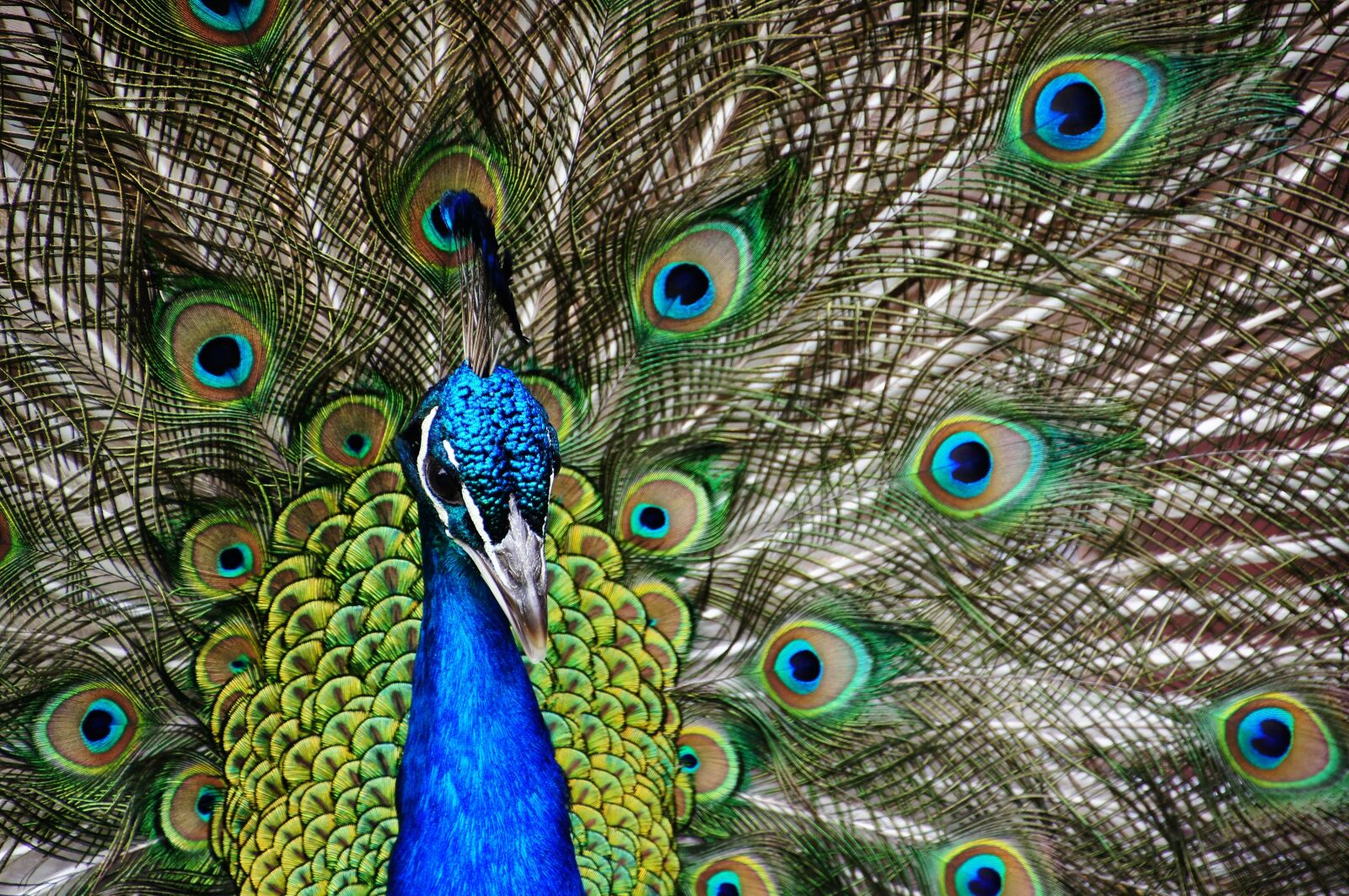 Sony Alpha DSLR-A580 sample photo. Peacock, close up, plumage photography