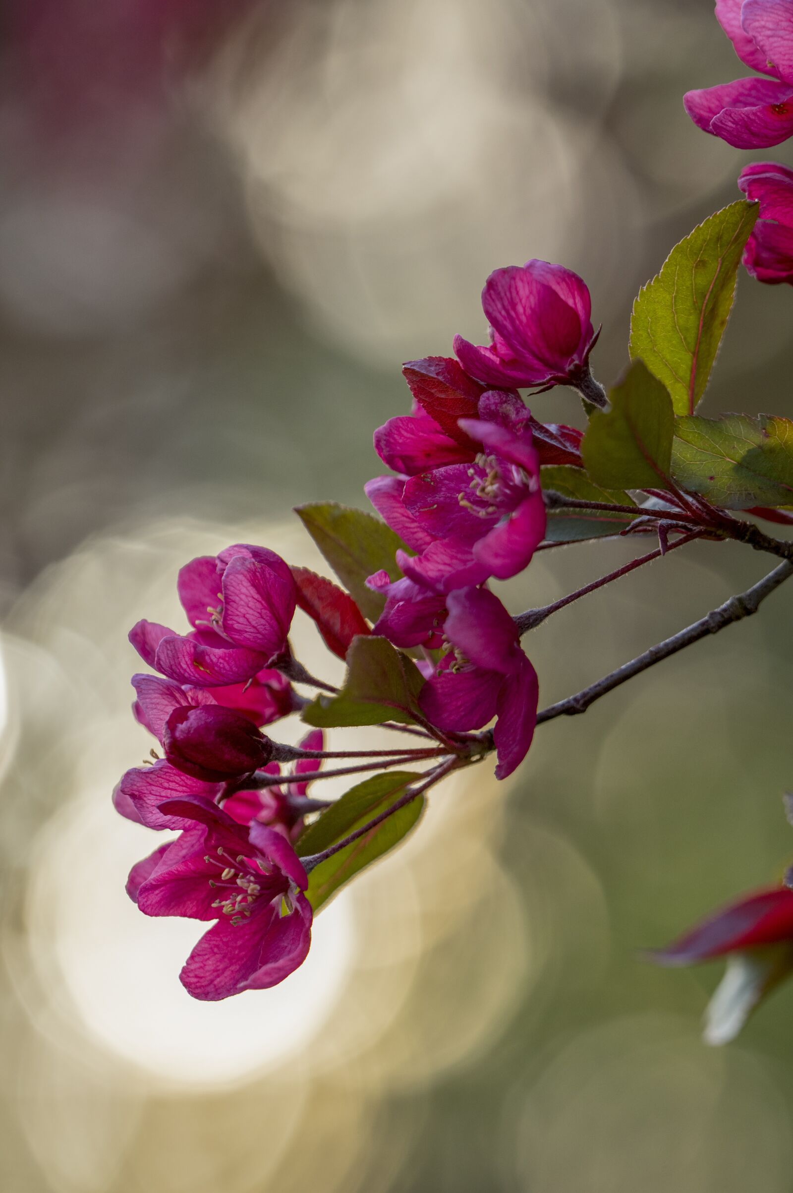 Pentax KP sample photo. Blossoms, flowers, blossom photography