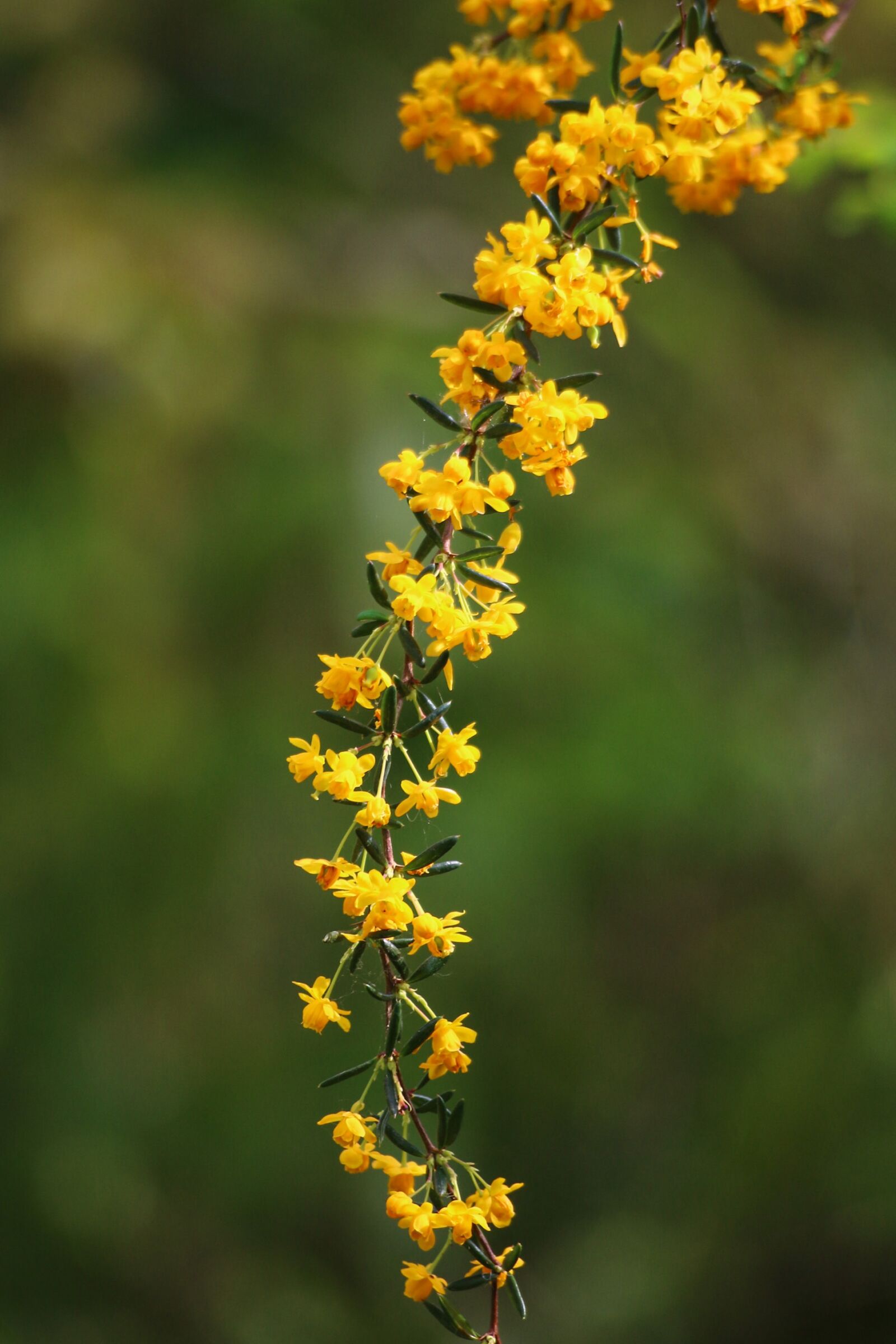 Canon EOS 70D sample photo. Berberis, yellow flower, shrub photography