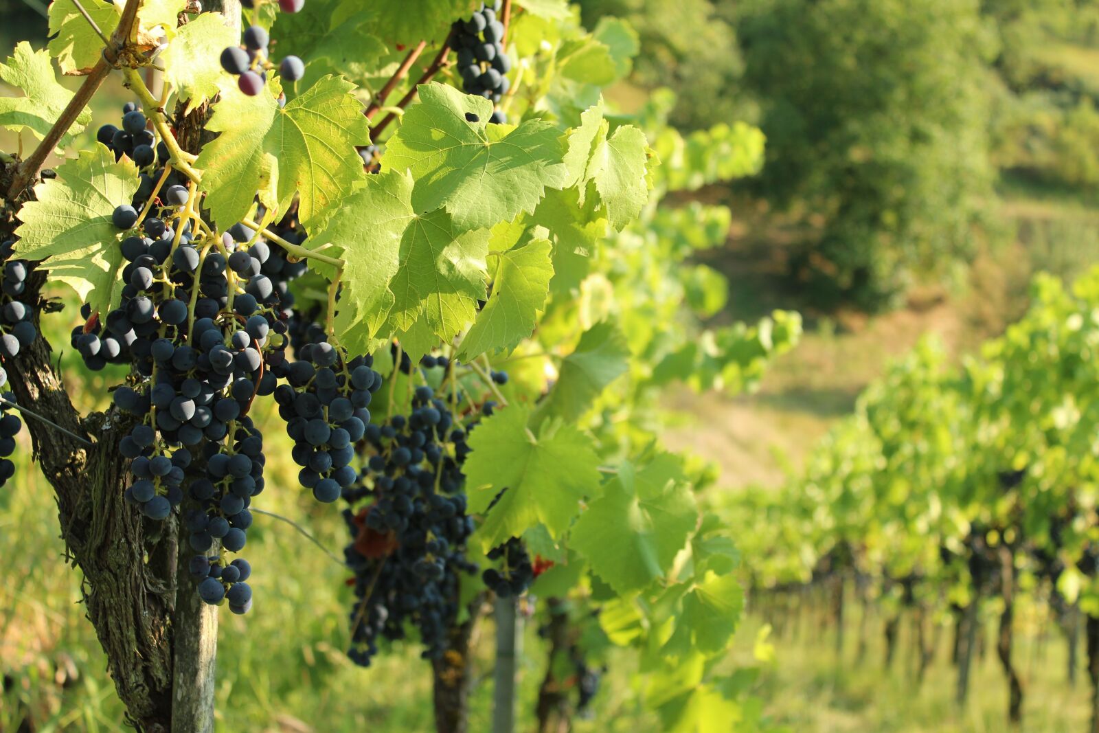 Canon EOS 1300D (EOS Rebel T6 / EOS Kiss X80) sample photo. Wine, vineyard, vines photography