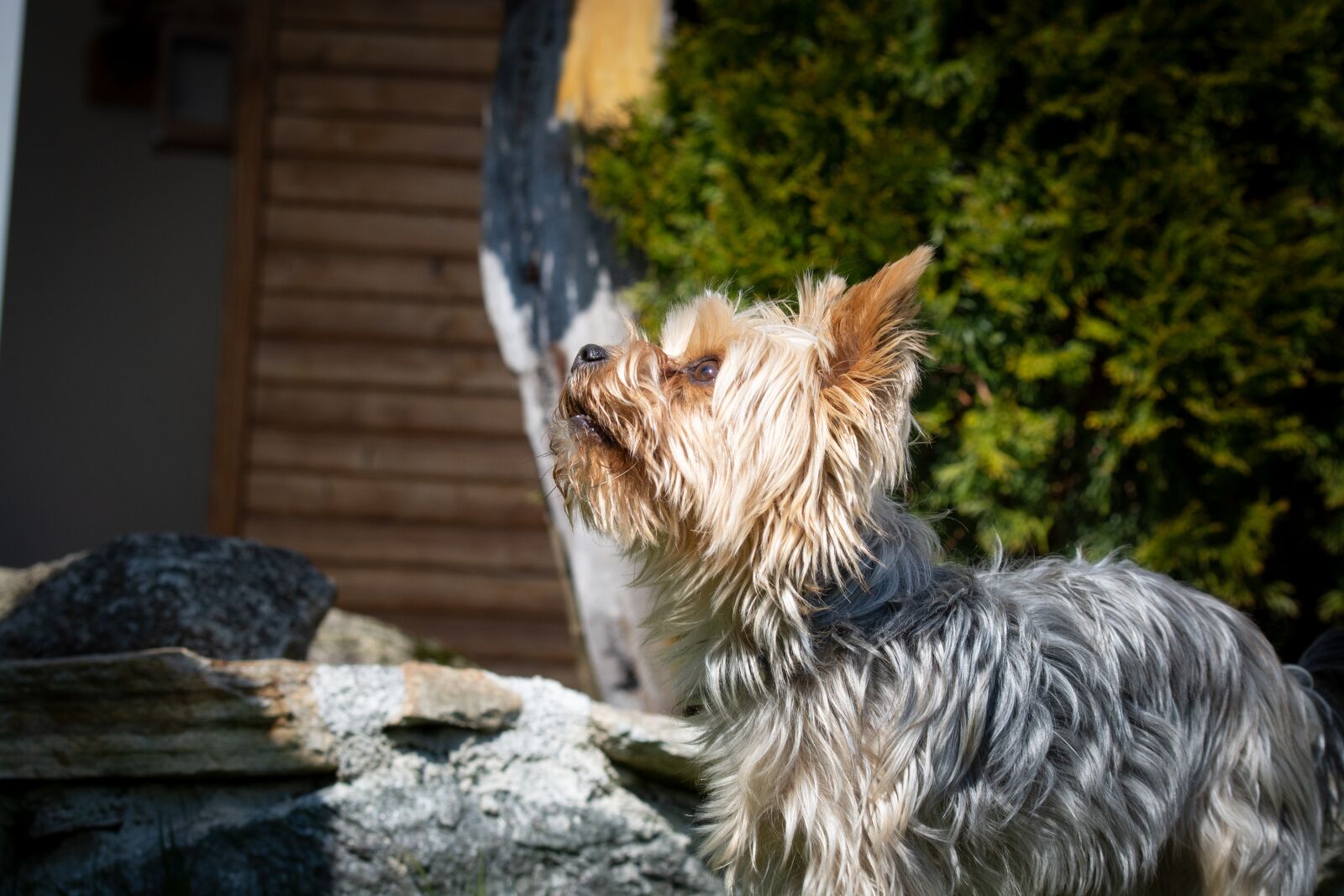 Nikon D7100 sample photo. Dog, small, yorkie photography