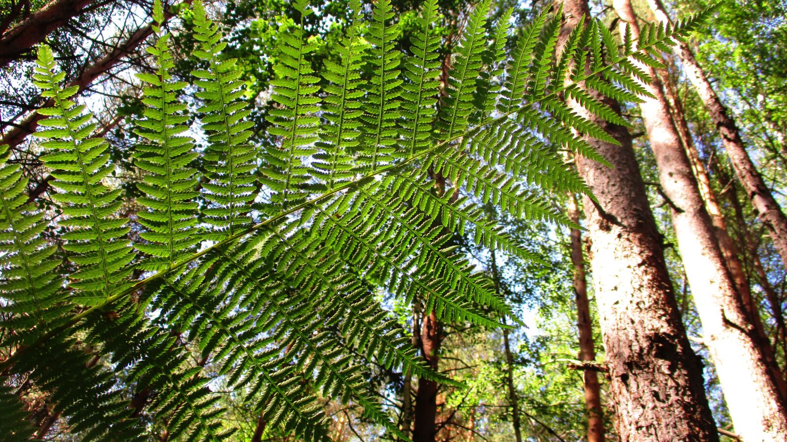 Canon IXUS 185 sample photo. Fern, forest, tree photography