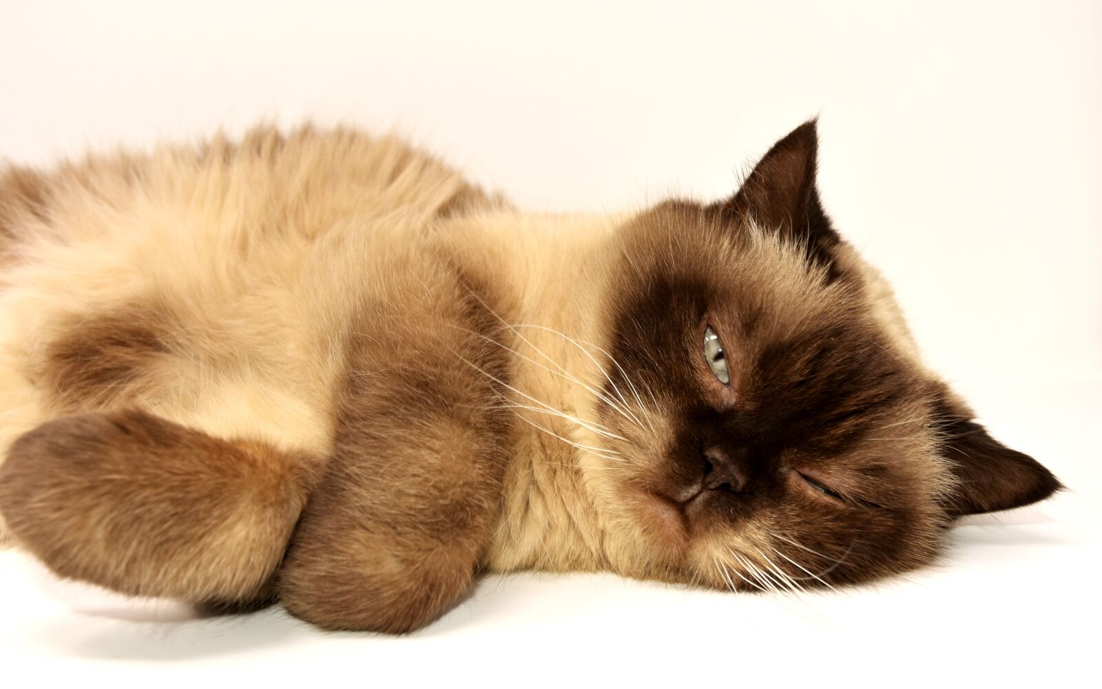Nikon D7200 sample photo. British shorthair, cat, pet photography