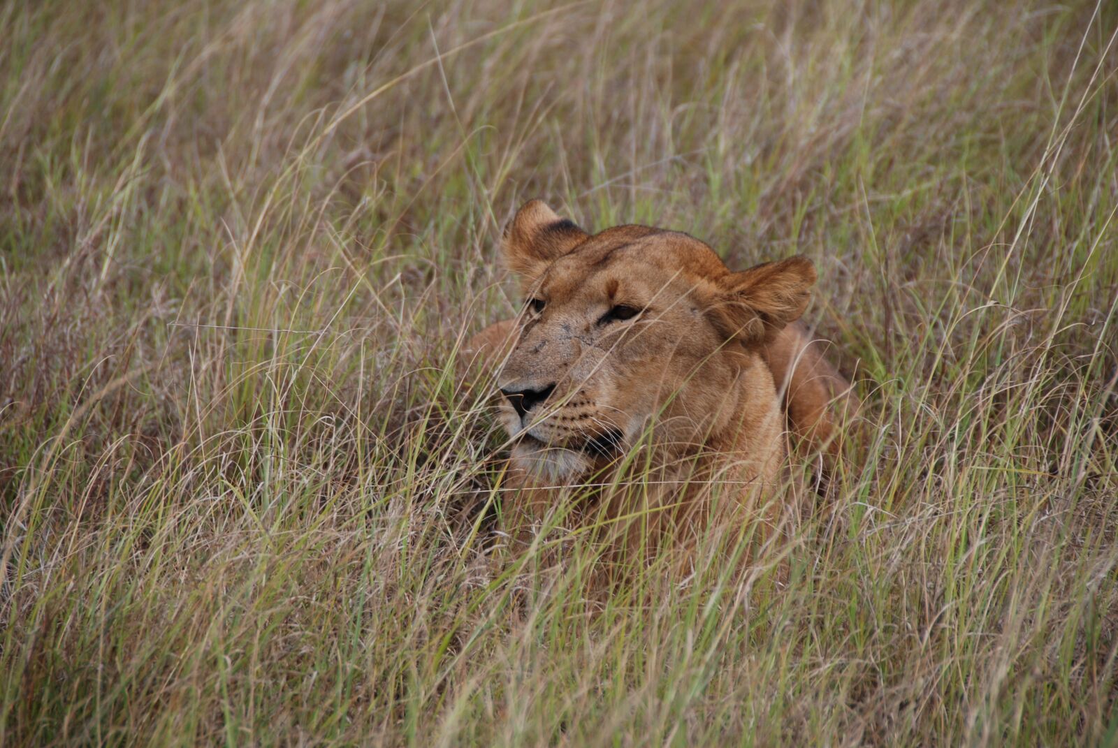 Nikon D80 sample photo. Lioness, kenya, africa photography