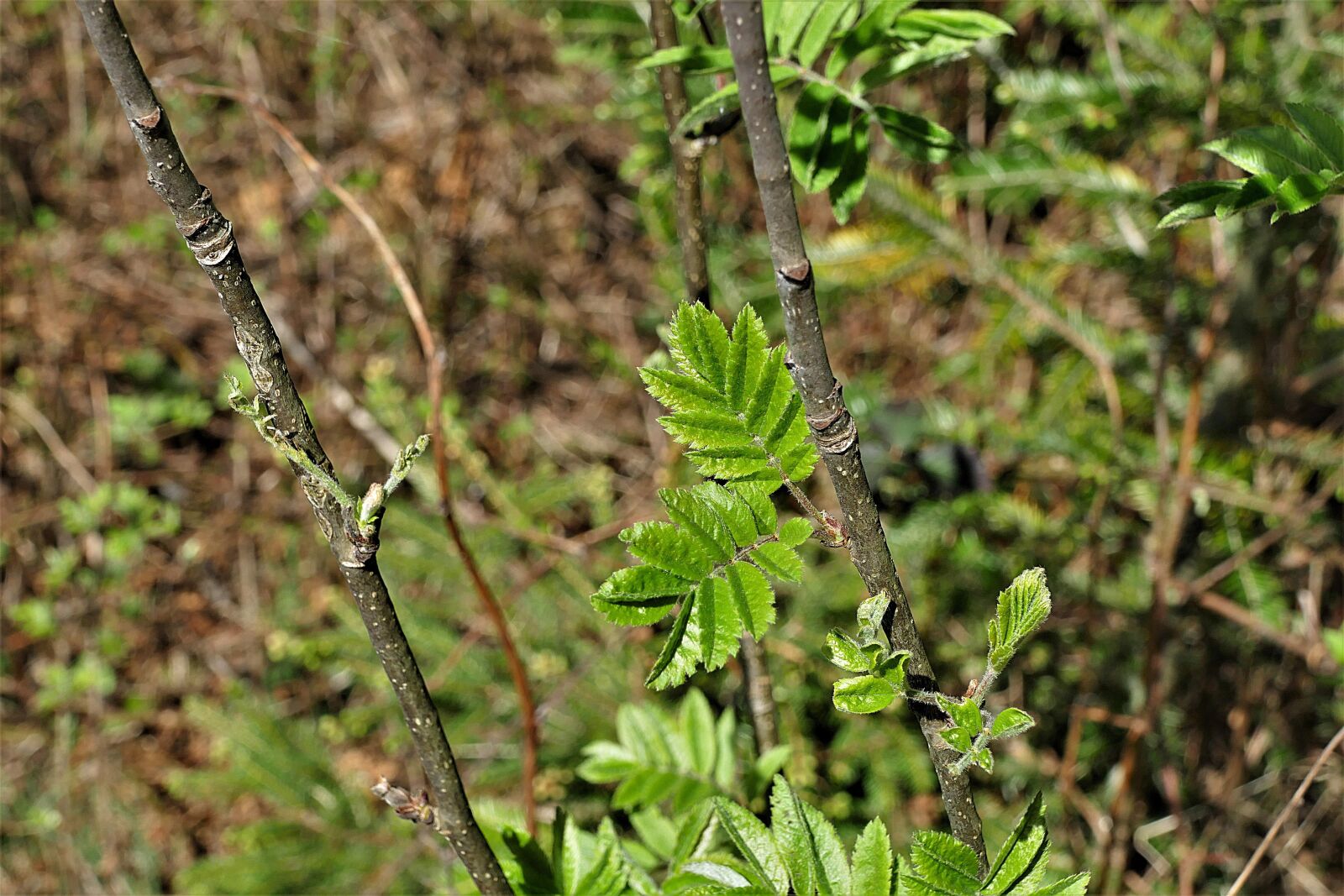 Panasonic Lumix DMC-FZ1000 sample photo. Leaves, green, branches photography