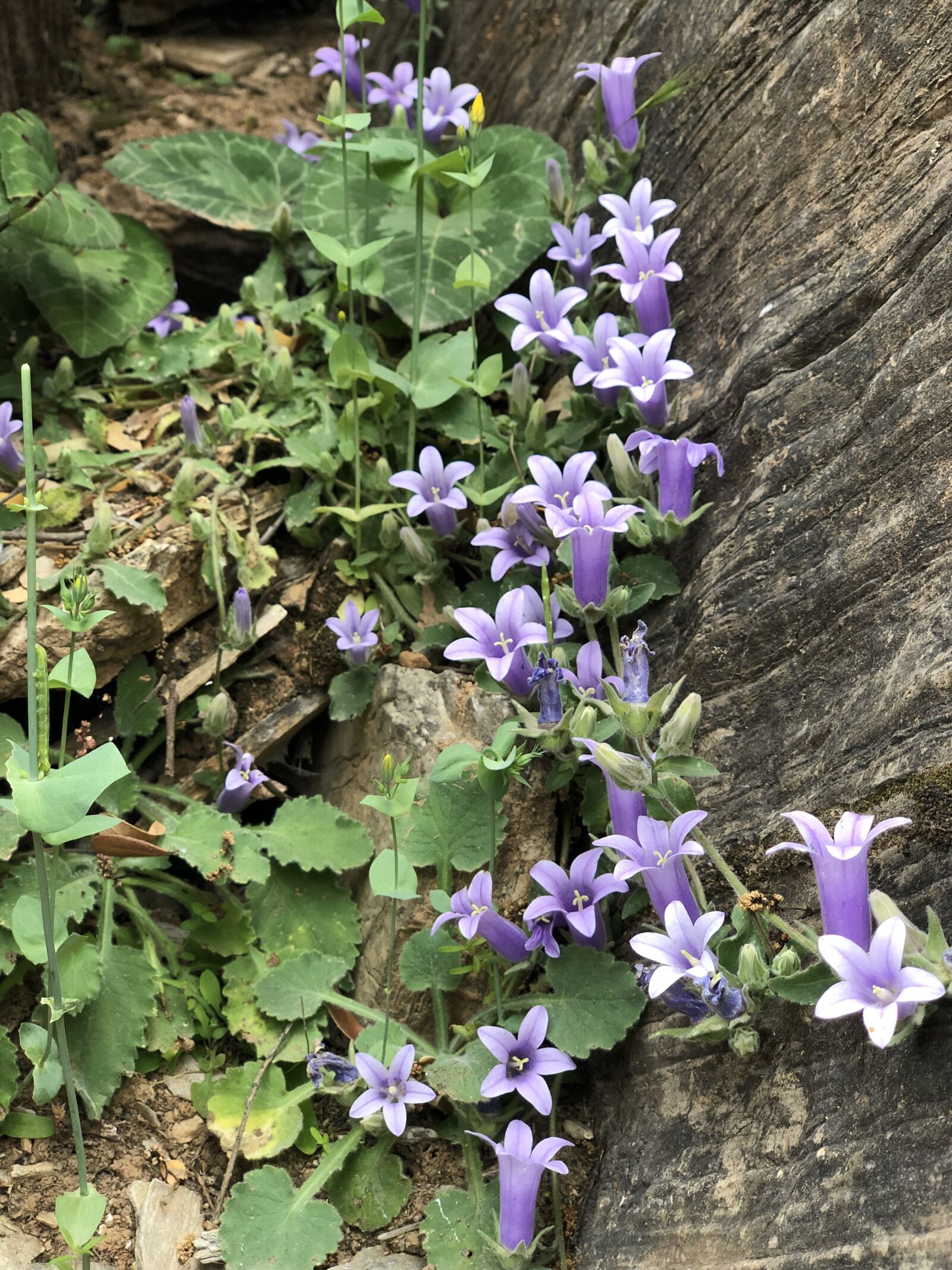 iPhone X back dual camera 6mm f/2.4 sample photo. Bluebells walls, botany, flowers photography