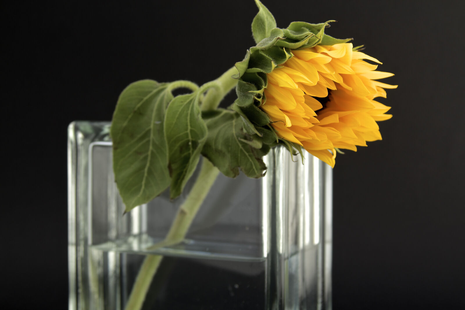 Canon EF 28-135mm F3.5-5.6 IS USM sample photo. Sunflower, in, clear, glass photography