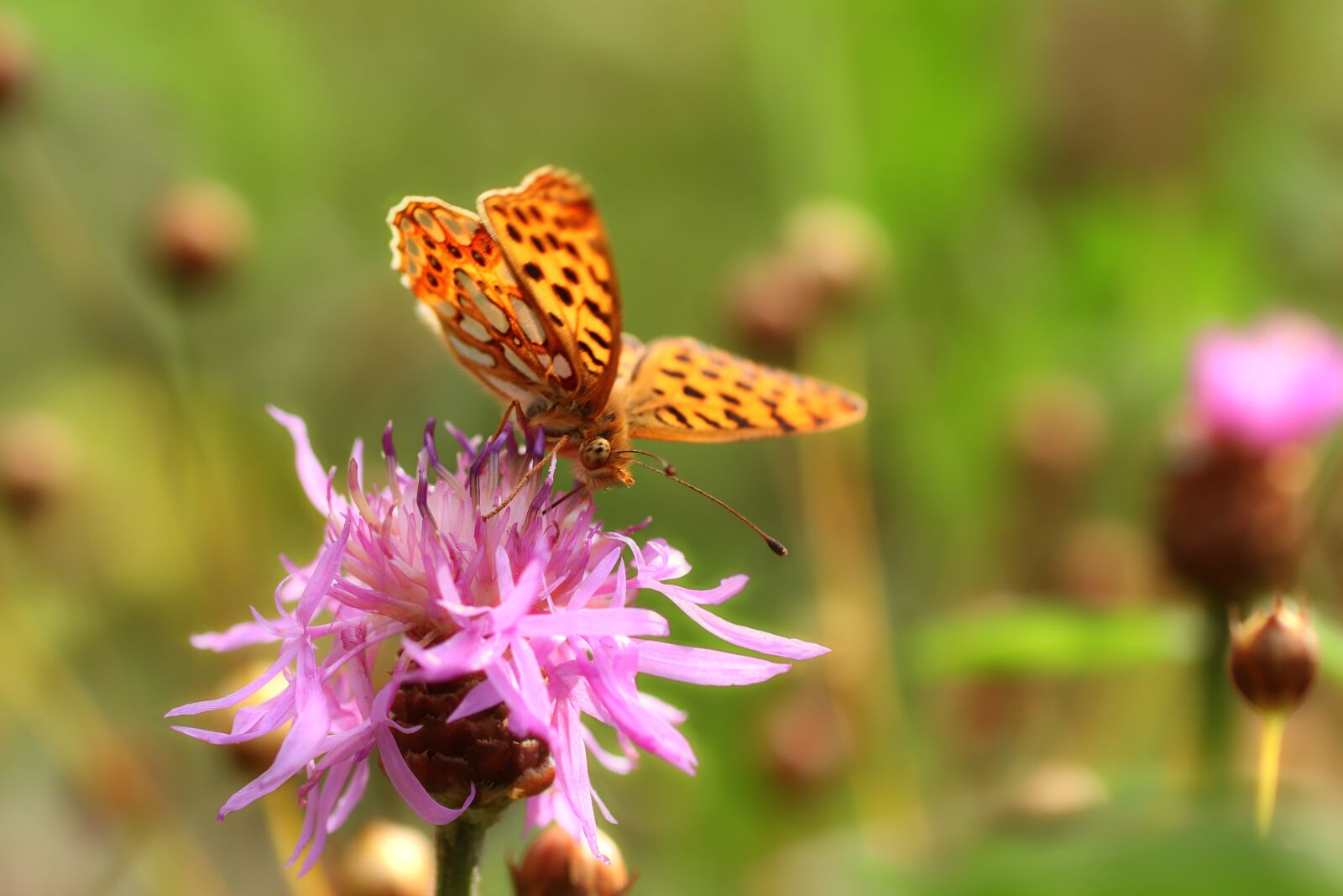 Tamron SP 90mm F2.8 Di VC USD 1:1 Macro sample photo. Butterfly, insect, wings photography