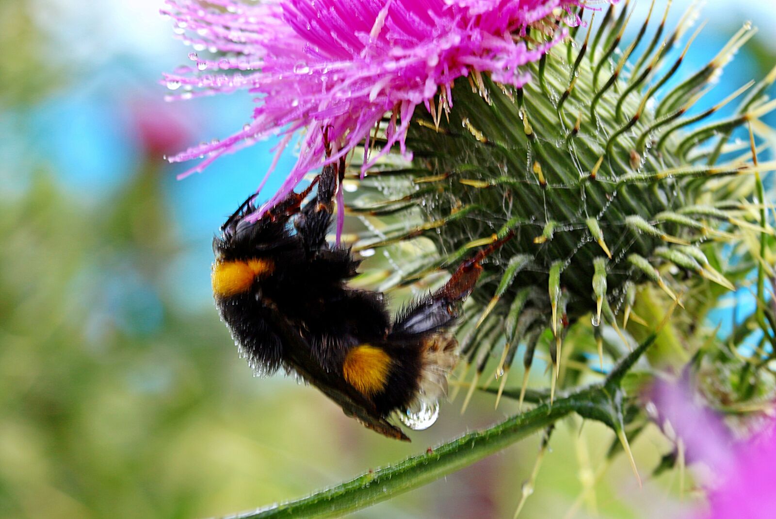 Canon EOS 650D (EOS Rebel T4i / EOS Kiss X6i) sample photo. Hummel, meadow hummel, bombus photography
