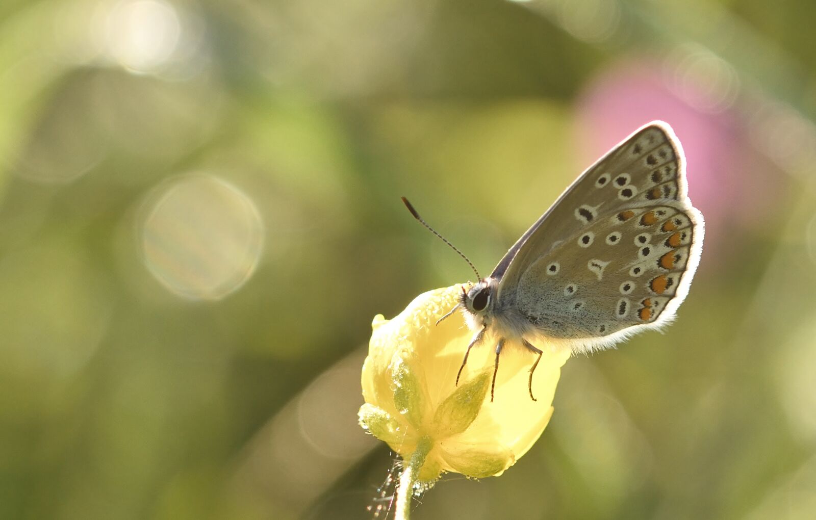 Nikon D5200 sample photo. Butterfly, hauhechel blue, meadow photography