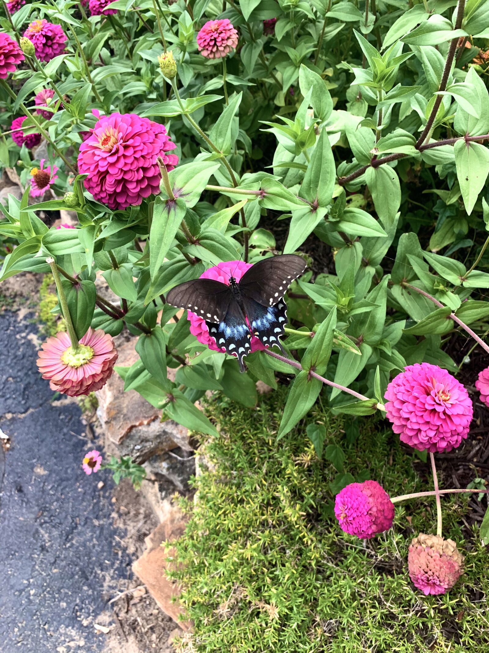 iPhone XR back camera 4.25mm f/1.8 sample photo. Swallowtail, butterfly, ozark swallowtail photography