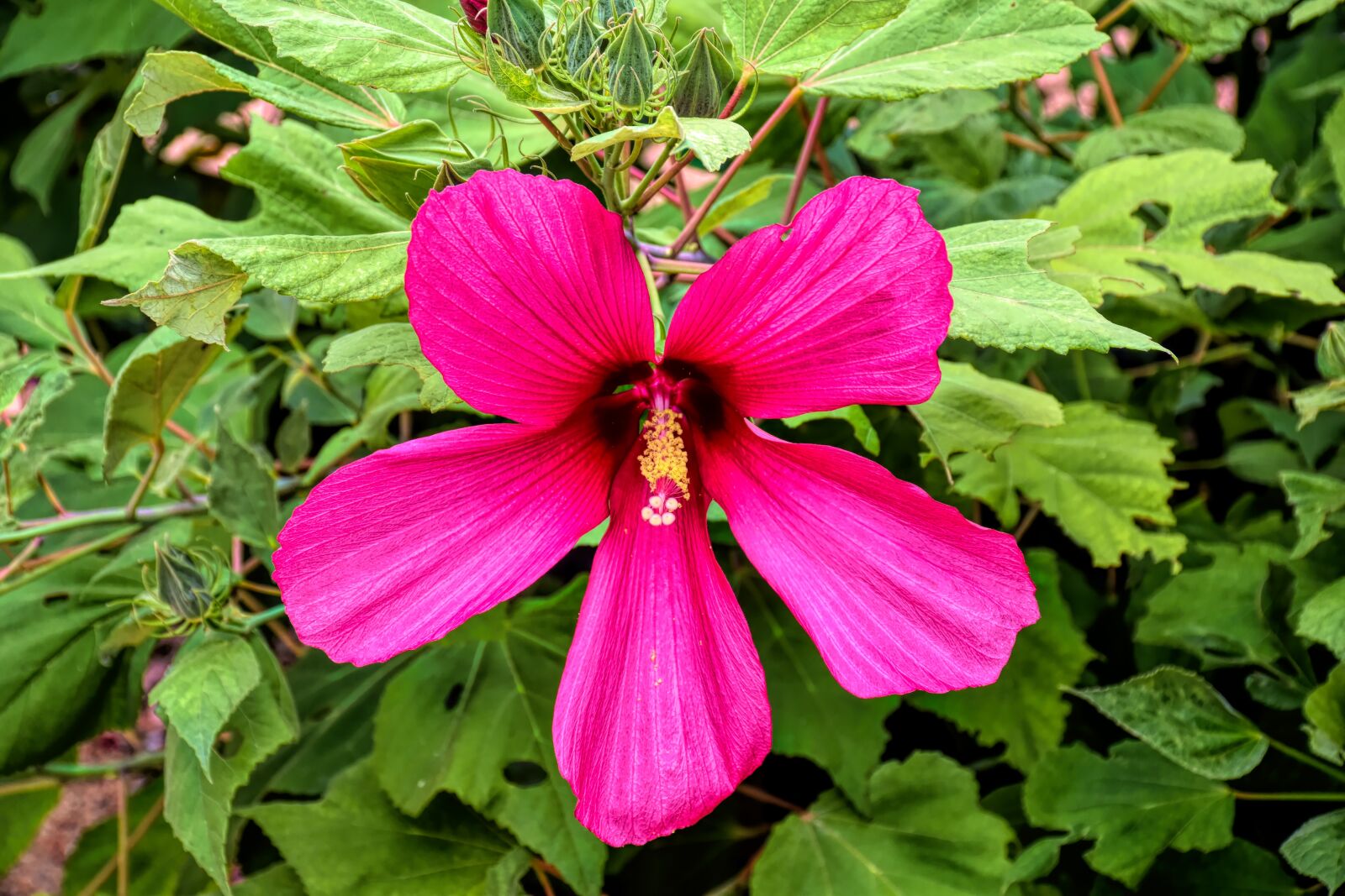 Nikon D5500 sample photo. Hibiscus, flower, hawaii photography