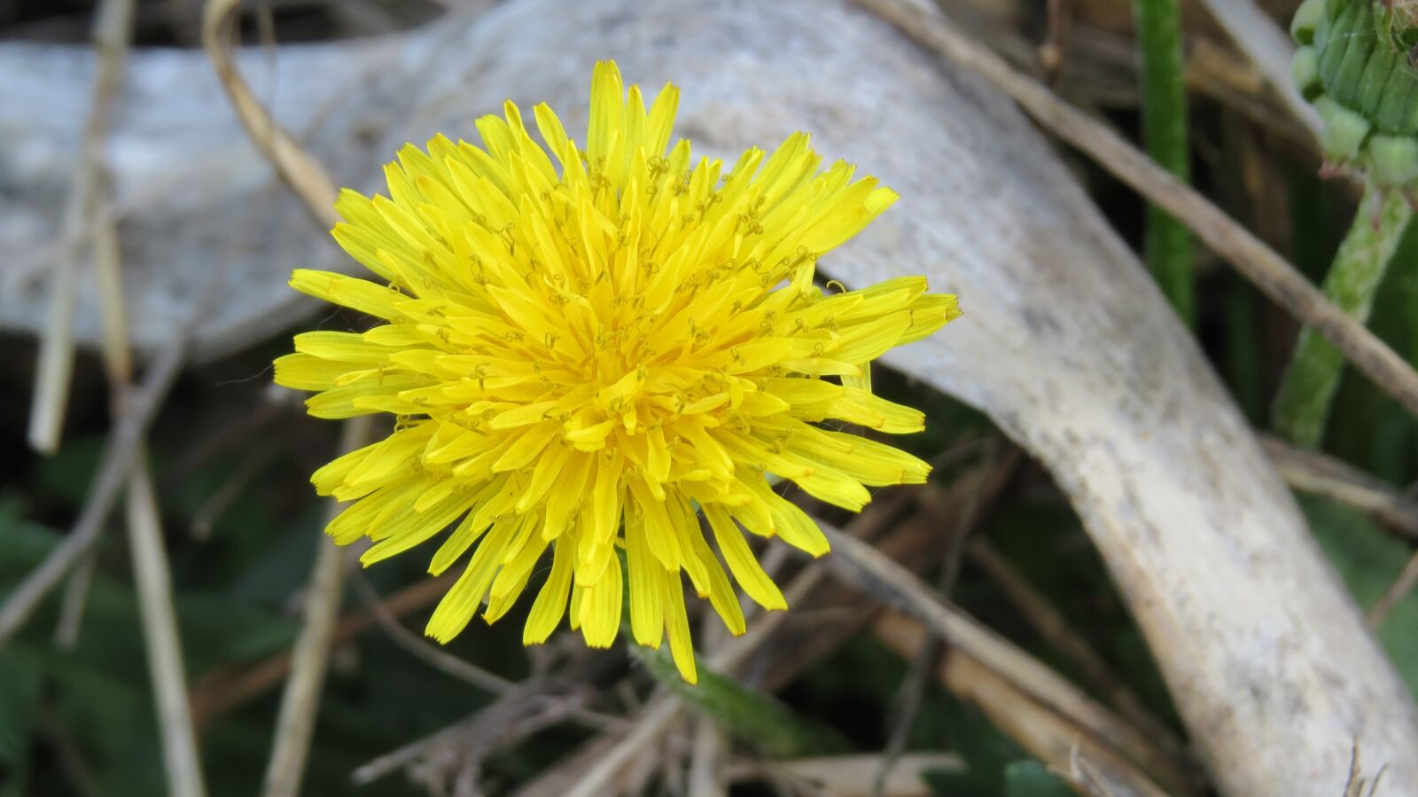 Canon PowerShot SX50 HS sample photo. Yellow, dandelion, grass photography