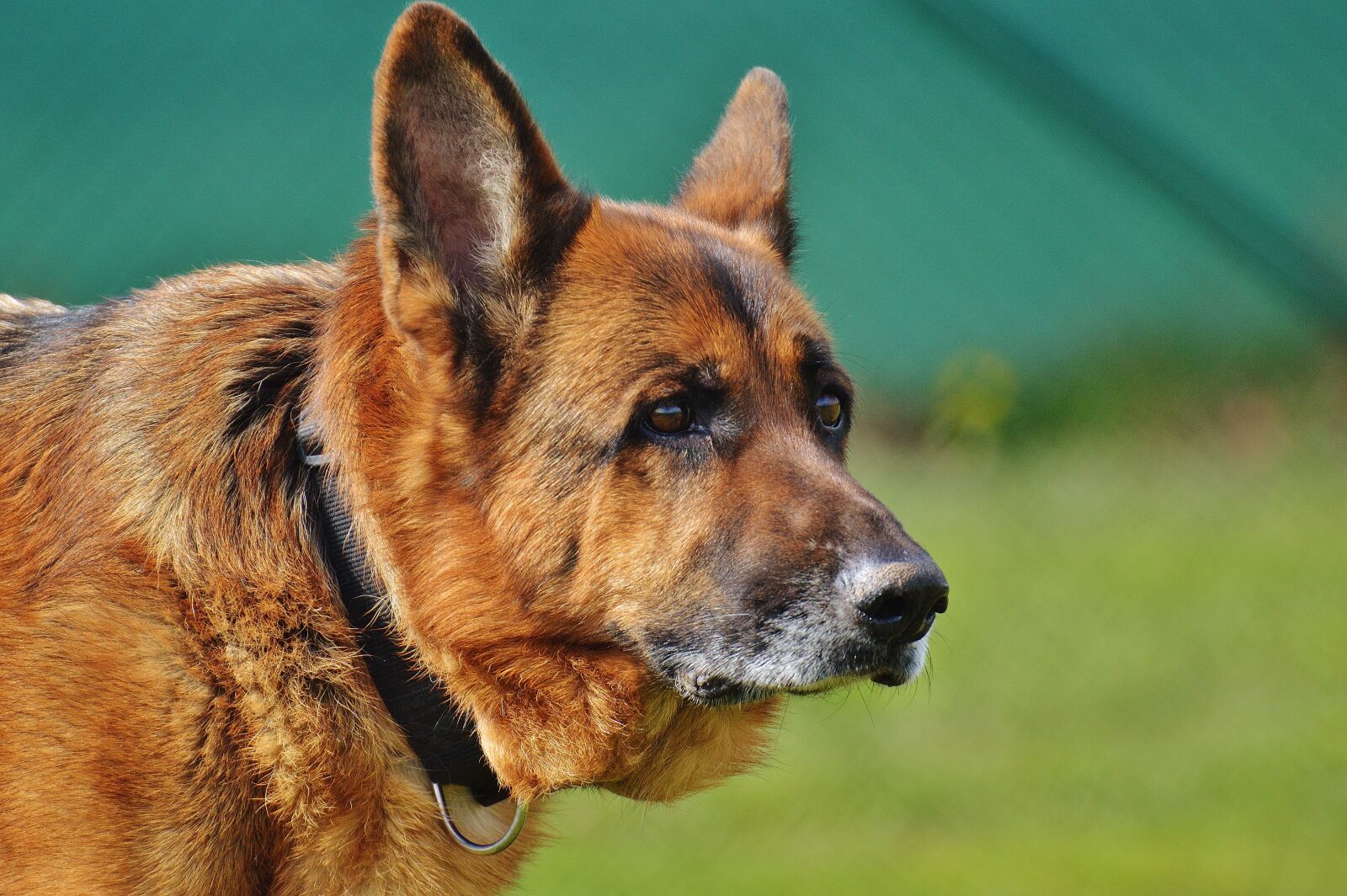 Nikon D3200 sample photo. Sch fer dog, animal photography