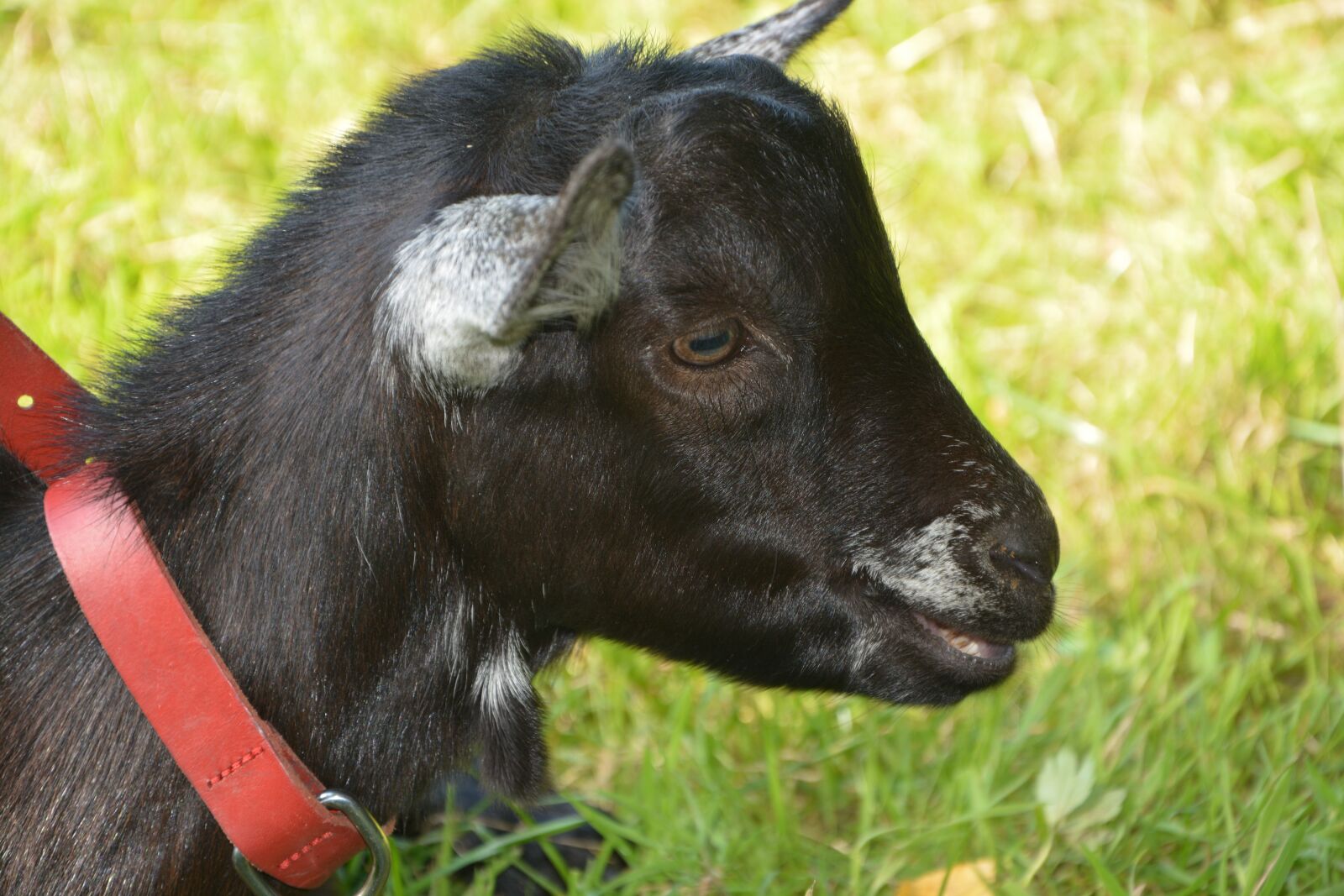 Nikon D5200 sample photo. Kid, baby goat, head photography