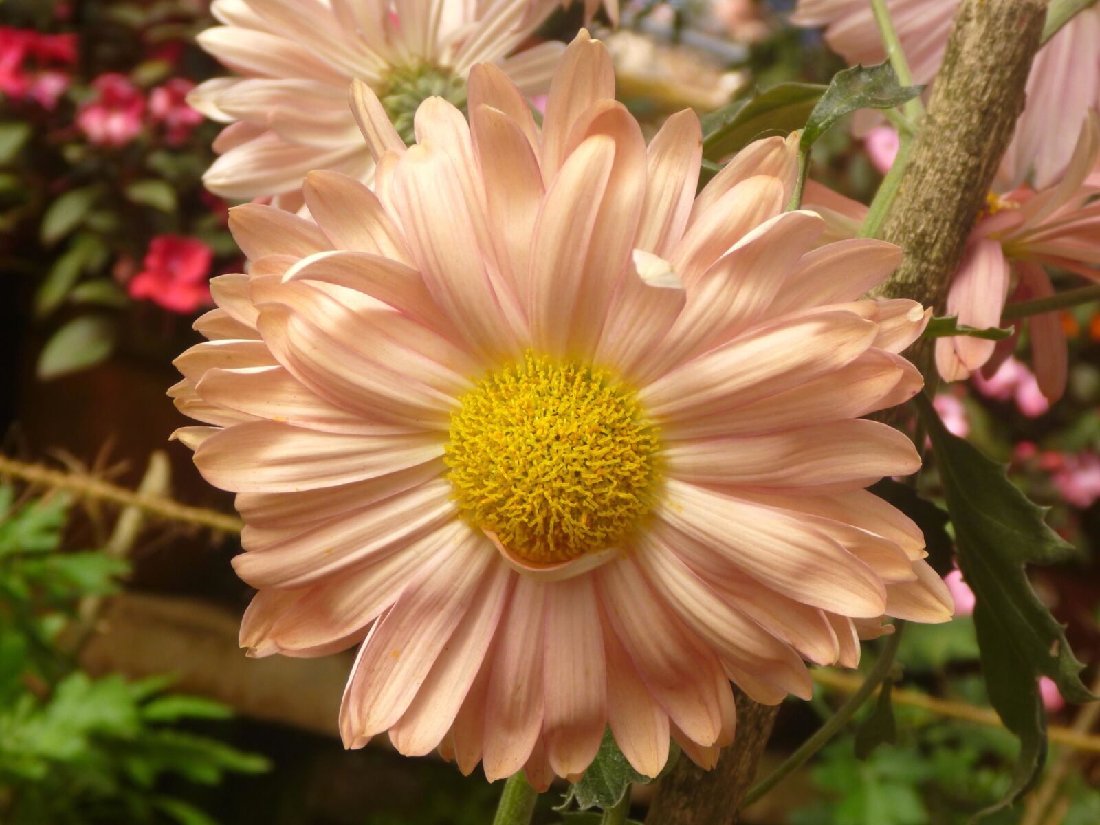 Panasonic DMC-TS2 sample photo. Beautiful, flower, daisy, blossom photography