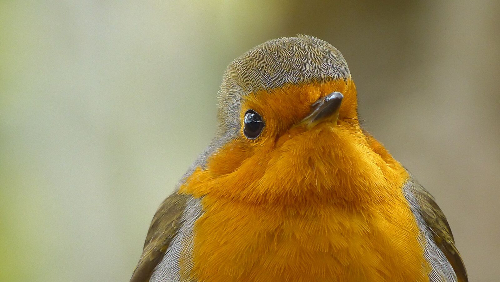 Panasonic Lumix DMC-FZ150 sample photo. Robin, birds, nature photography