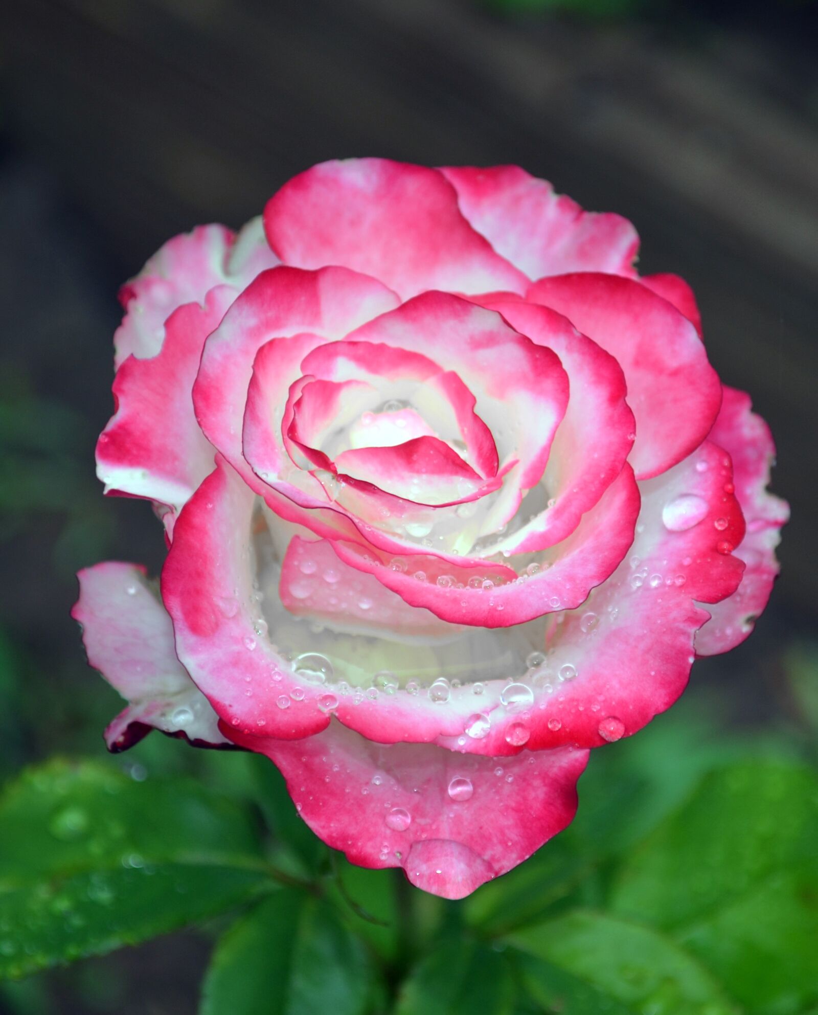 Nikon D5100 sample photo. Rose, flower, illustration photography