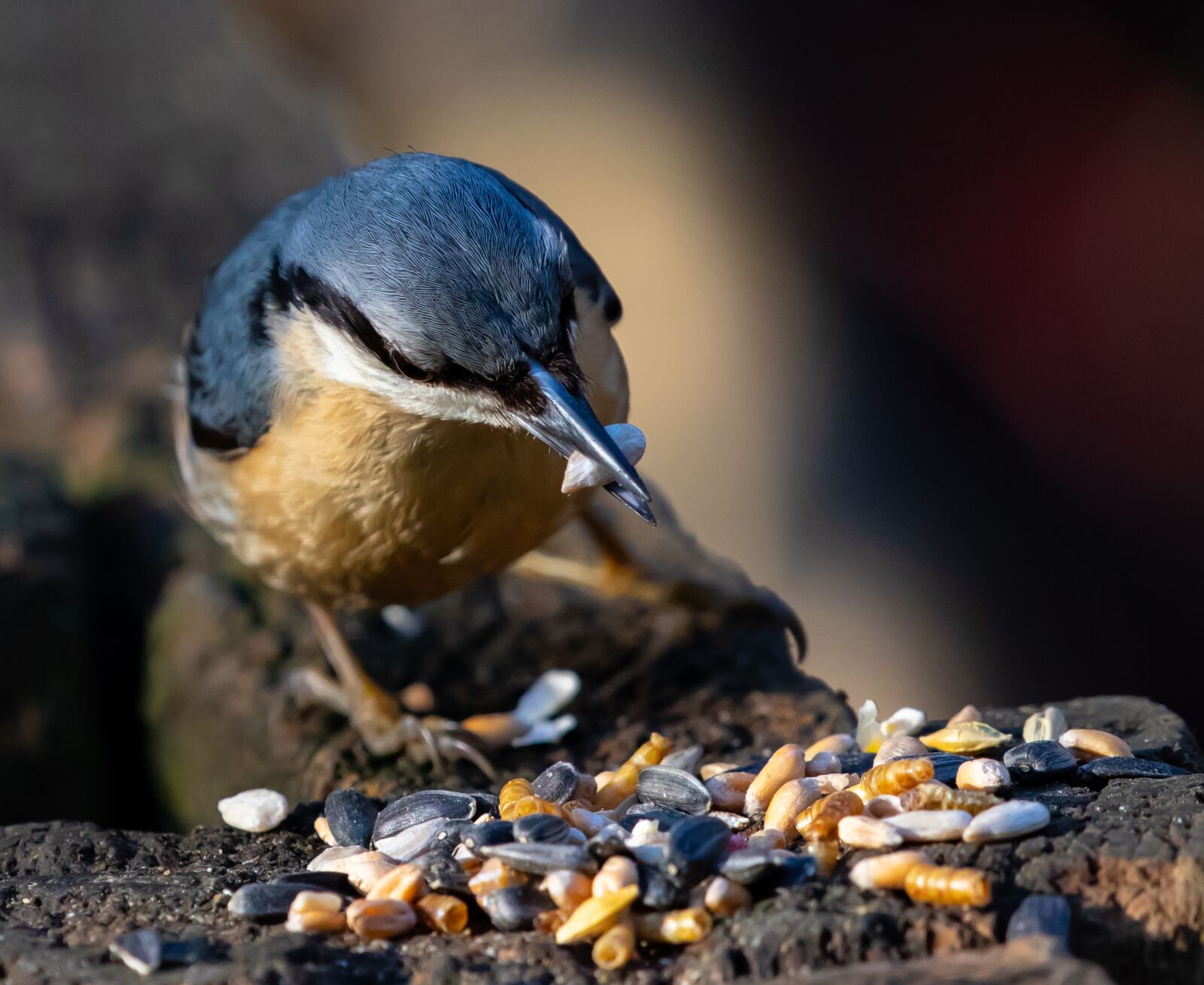 Canon EOS 7D Mark II sample photo. Nuthatch, blue, tree bird photography