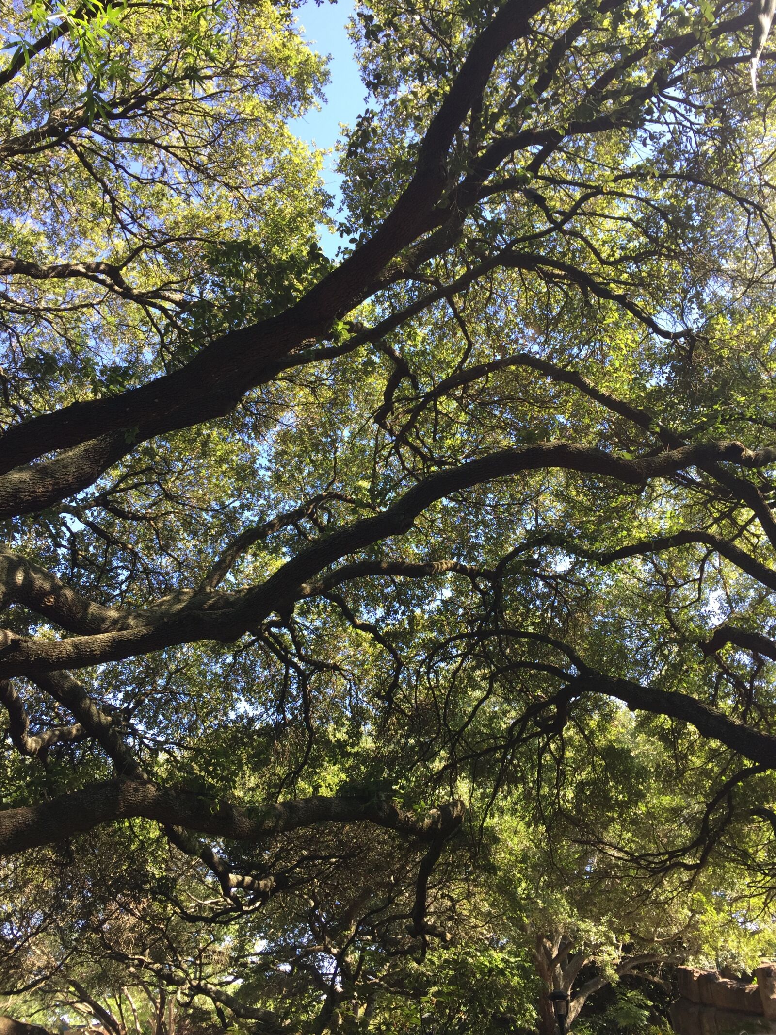 Apple iPhone 6 sample photo. Live oak, tree, canopy photography