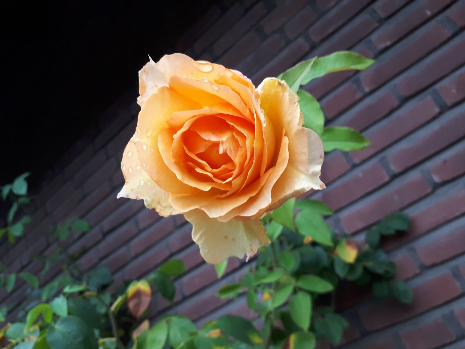 Samsung Galaxy A5(2017) sample photo. Rose, bloom, orange photography