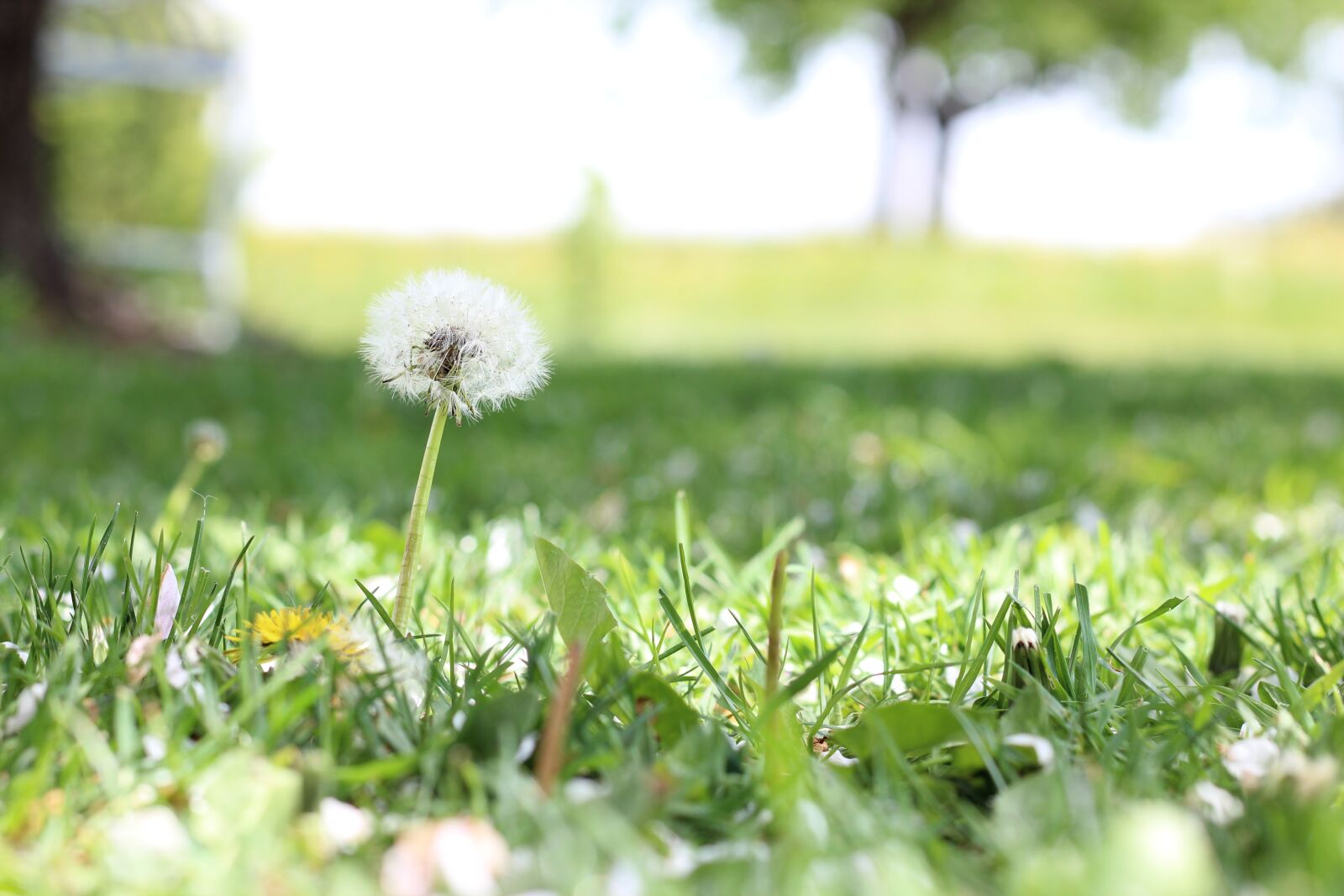 Canon EOS 600D (Rebel EOS T3i / EOS Kiss X5) + Canon EF 50mm F1.8 STM sample photo. Dandelion, flower, nature photography