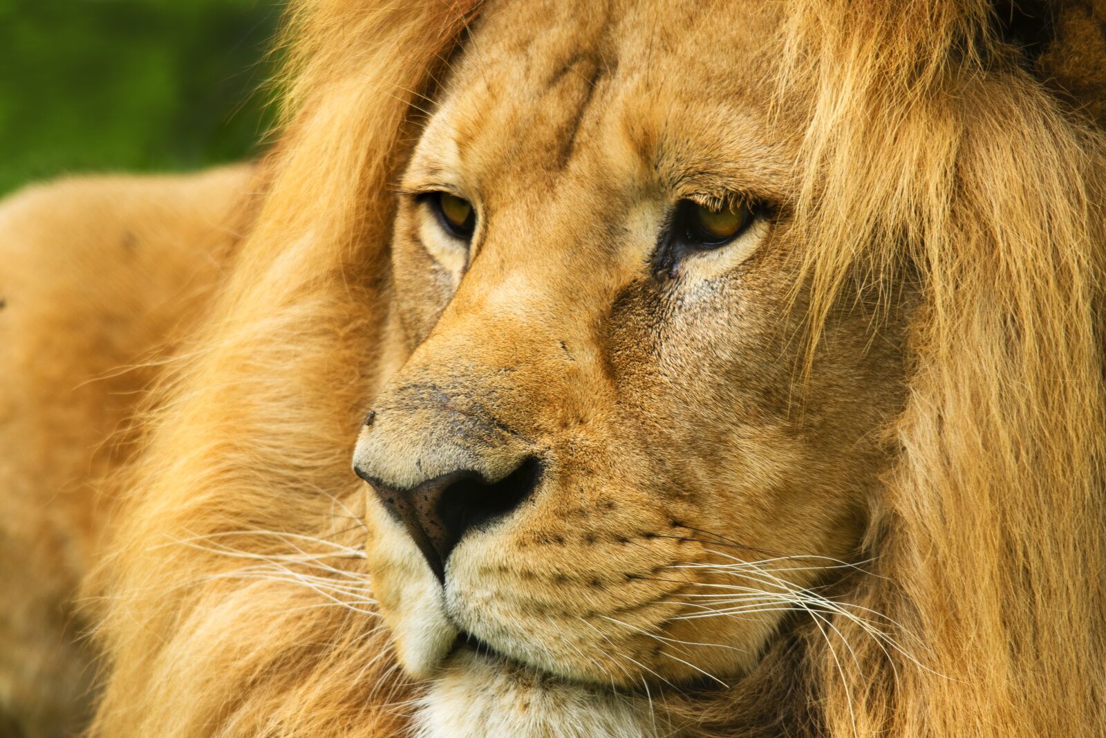Nikon D5600 sample photo. Lion, tawny, predator photography