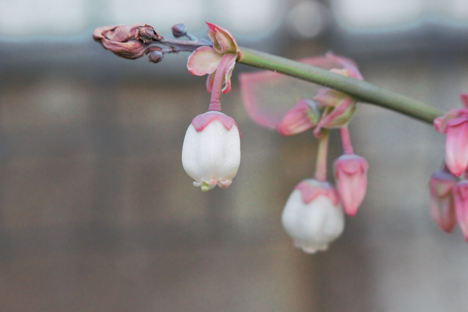 Canon EOS 700D (EOS Rebel T5i / EOS Kiss X7i) sample photo. Blueberry, flower, potential photography