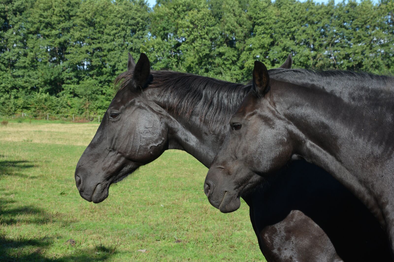 Nikon D7100 sample photo. Horse, centime, horse head photography