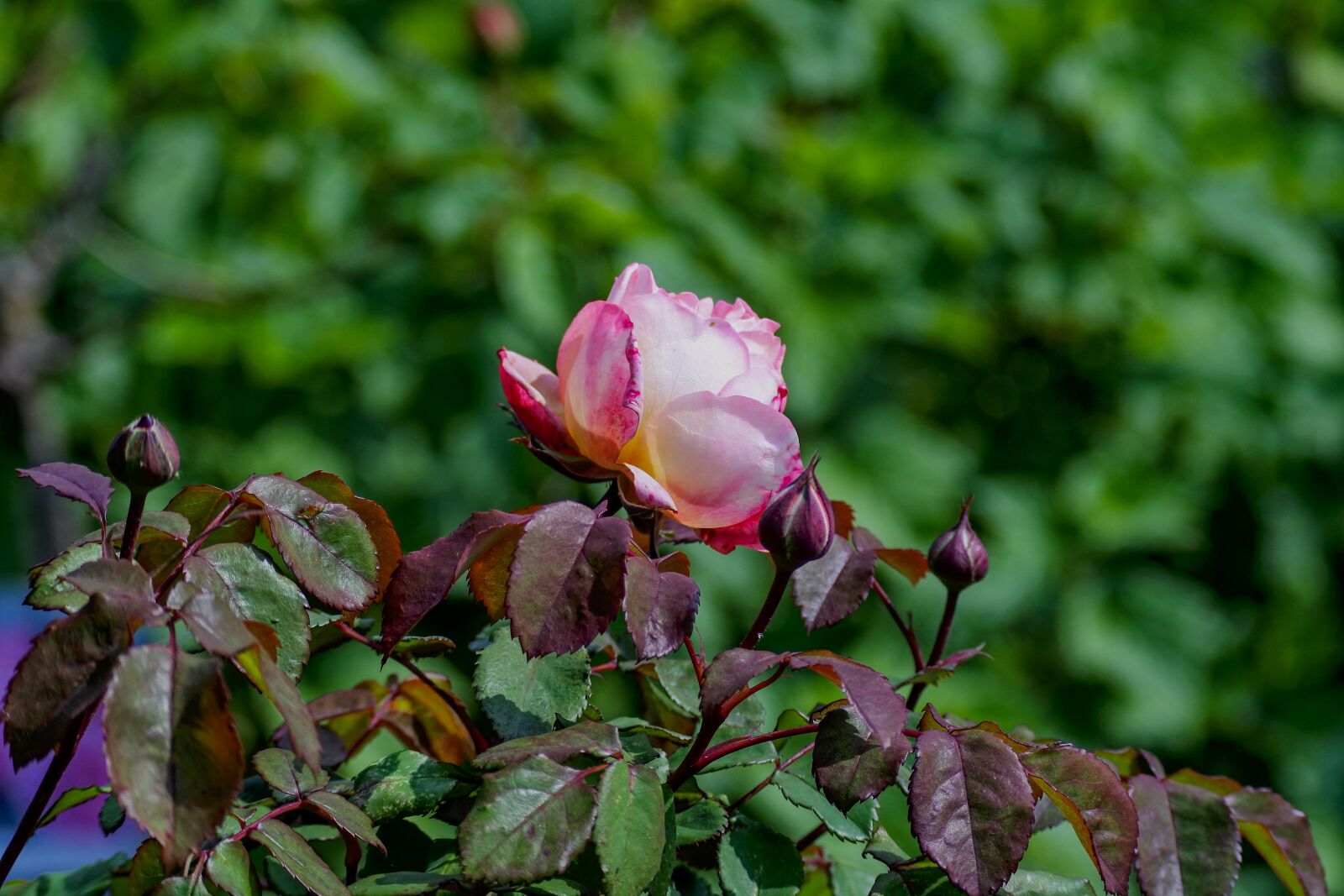 Nikon 1 Nikkor VR 70-300mm F4.5-5.6 sample photo. Rose, garden, pink photography