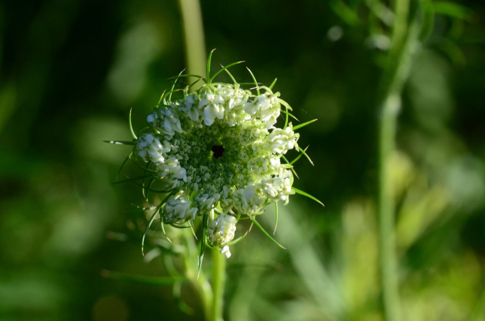 Nikon D5100 sample photo. Flower, green, floral photography