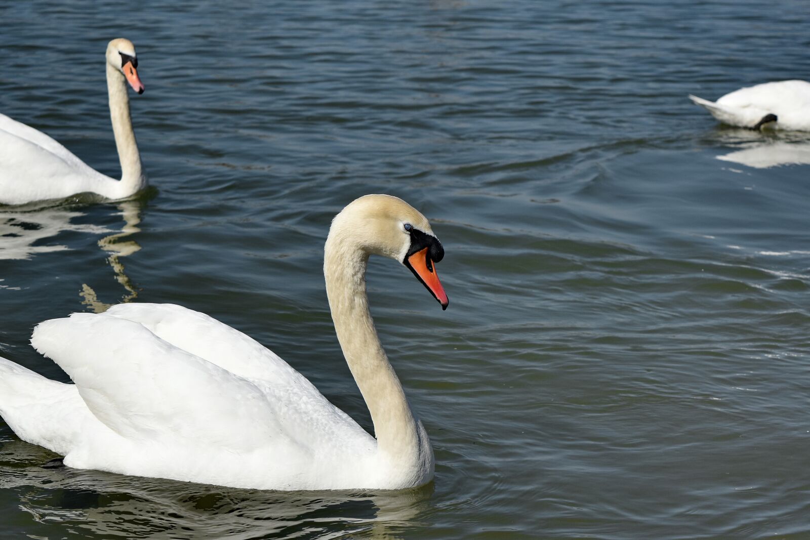 Nikon D5500 sample photo. Water, waterfowl, swan, beak photography