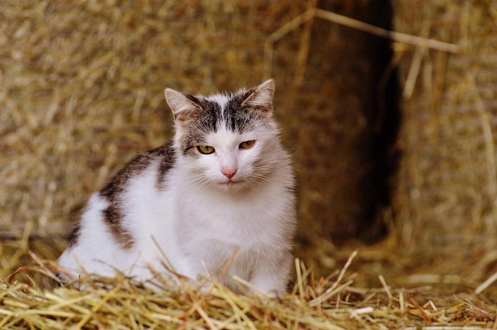 Nikon D3200 sample photo. Cat, farm, straw photography