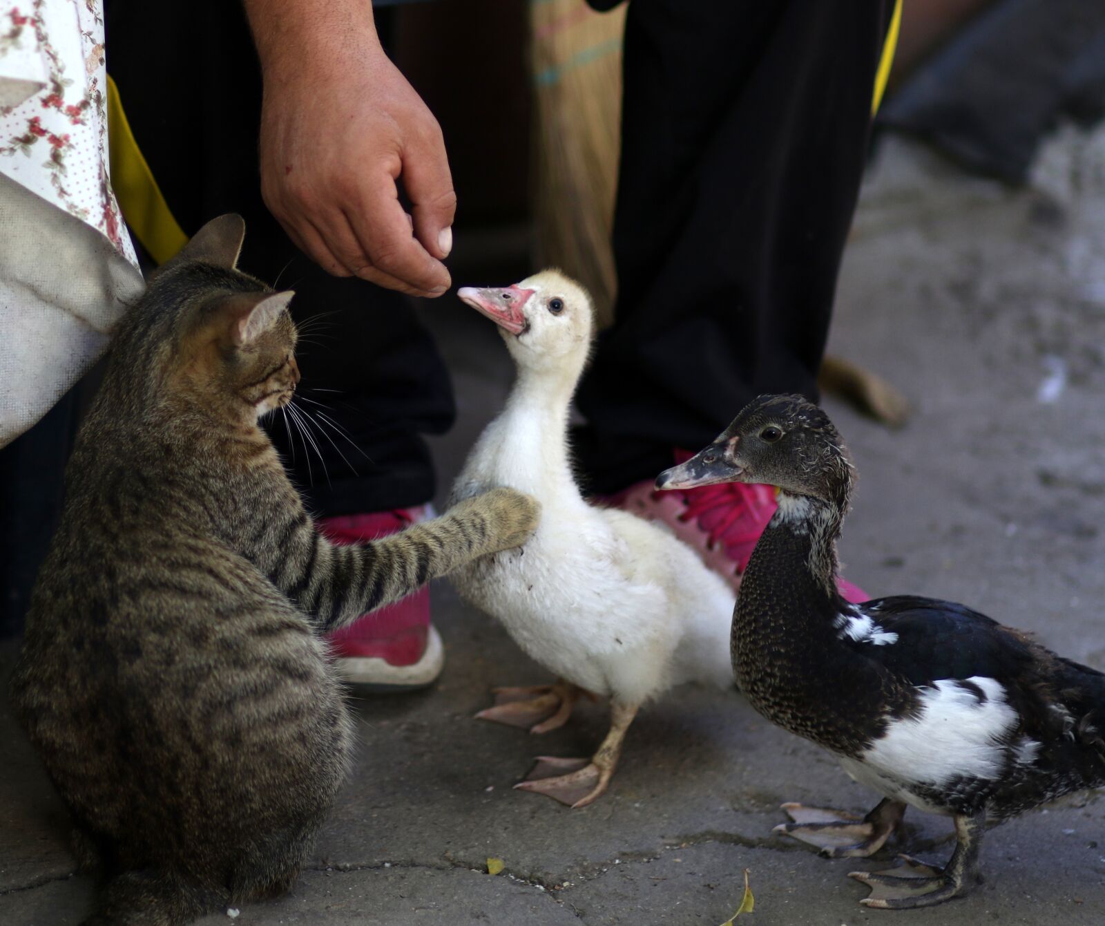 Canon EF 85mm F1.8 USM sample photo. Rate, cat, food photography