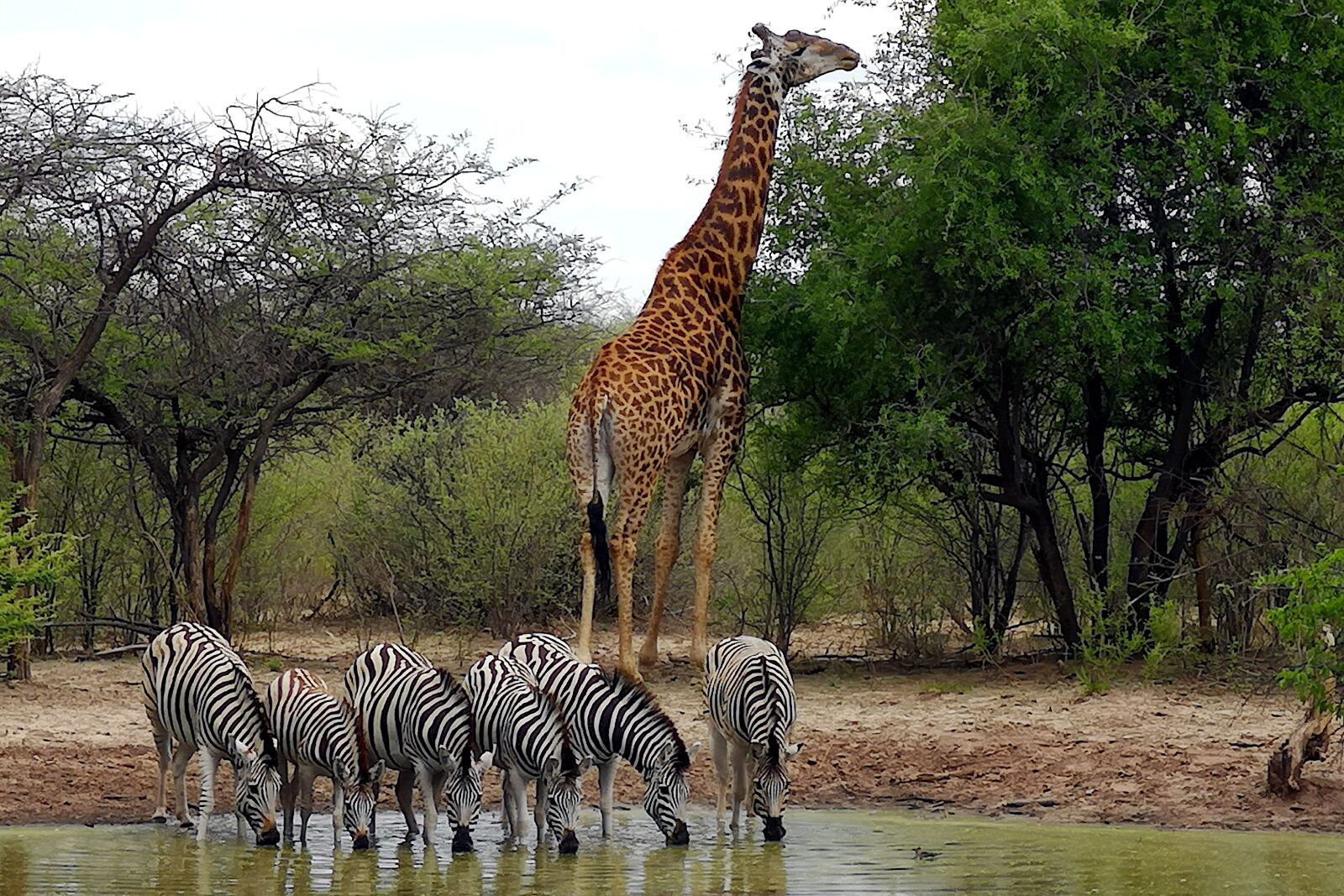 HUAWEI CLT-L29 sample photo. Zebras, giraffe, africa photography