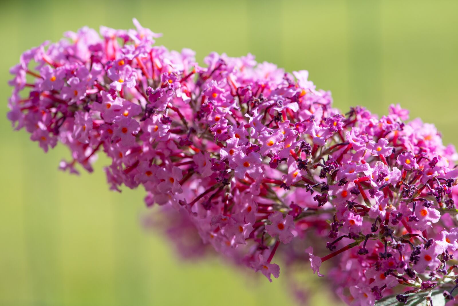 Nikon D750 sample photo. Lilac, summer lilac, flowers photography