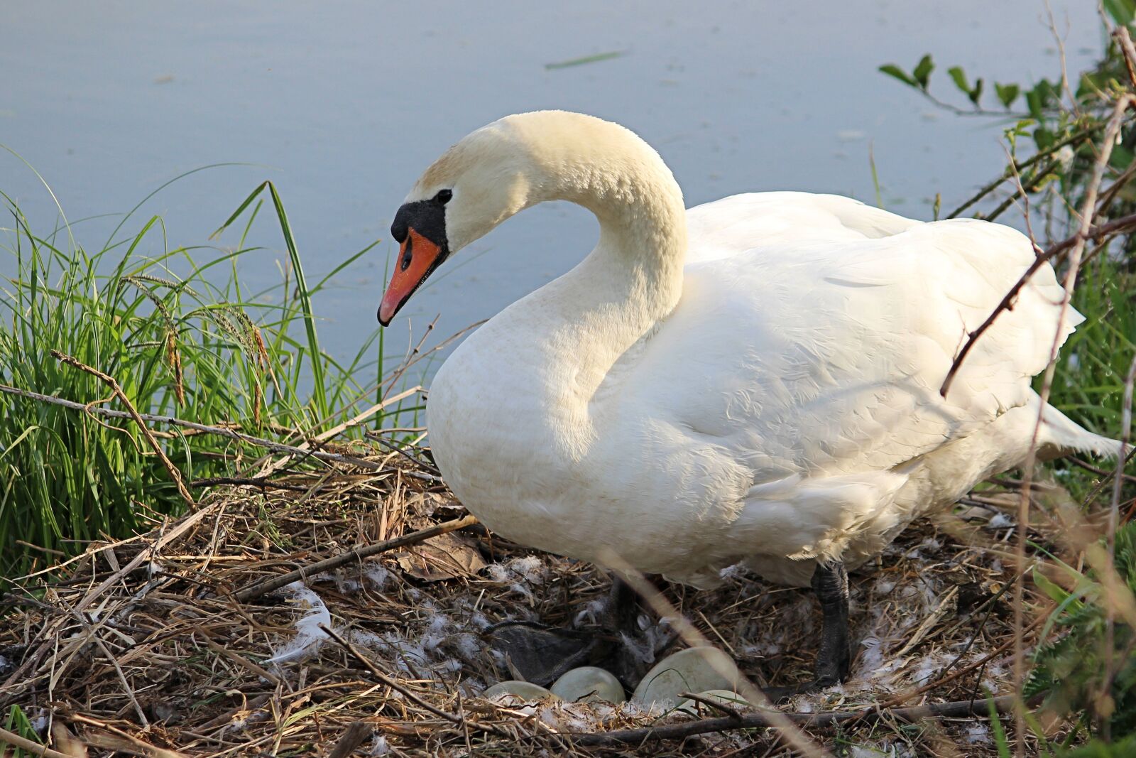 Canon EOS 600D (Rebel EOS T3i / EOS Kiss X5) sample photo. Swan, nest, breed photography