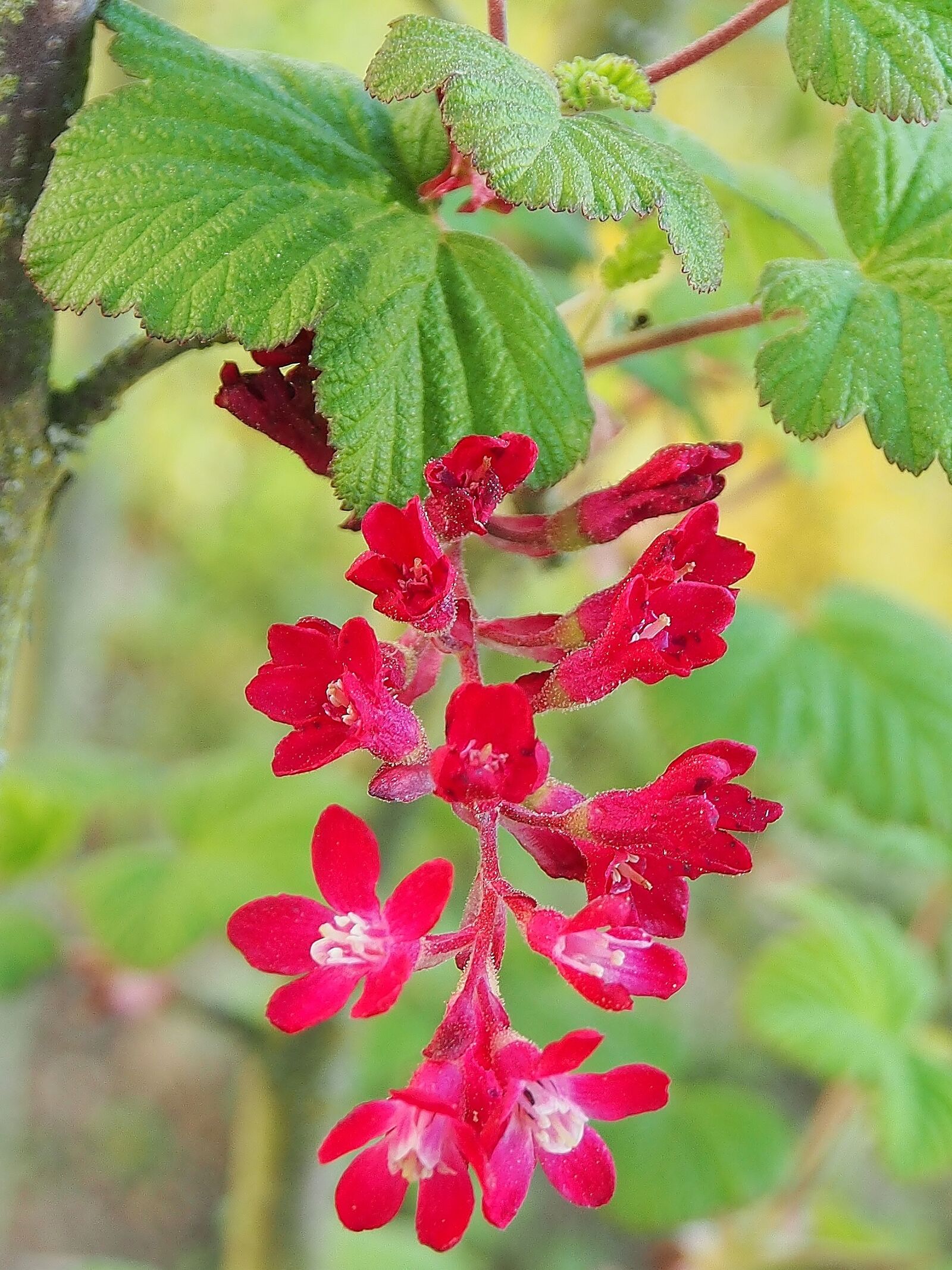 Olympus OM-D E-M5 sample photo. Flowers, spring, red photography