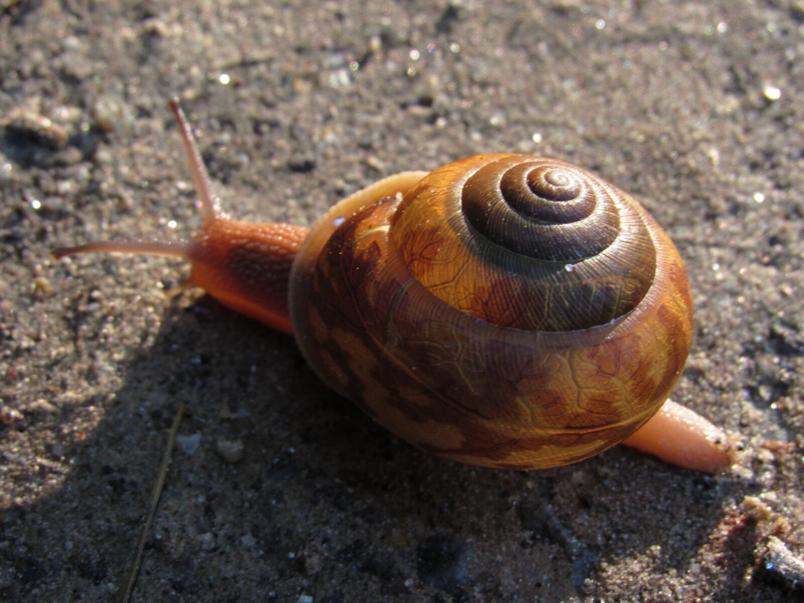 Canon PowerShot SX520 HS sample photo. Snail, earth, soil photography