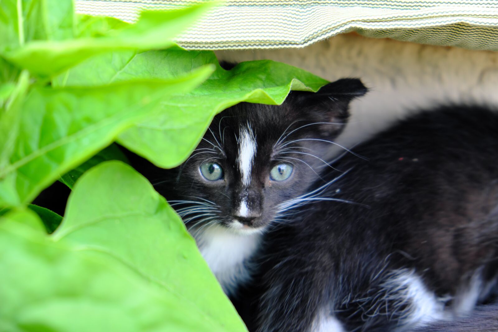 Fujifilm XF 18-55mm F2.8-4 R LM OIS sample photo. Kitten, young, pet photography