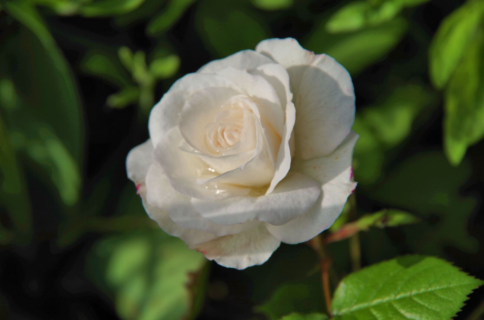 Pentax K-50 sample photo. Rose, white, plant photography