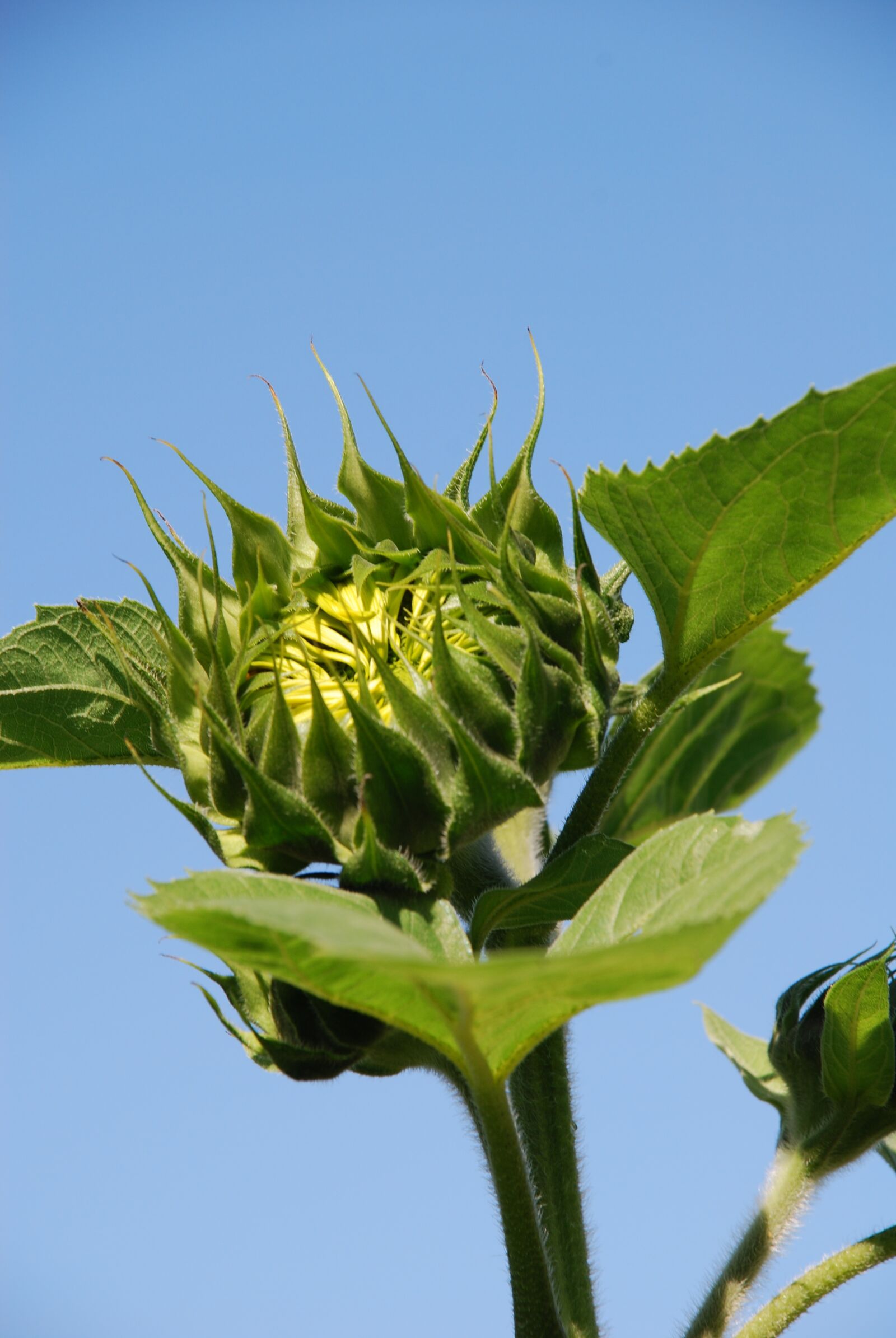 Nikon D80 sample photo. Bud, plant, summer photography