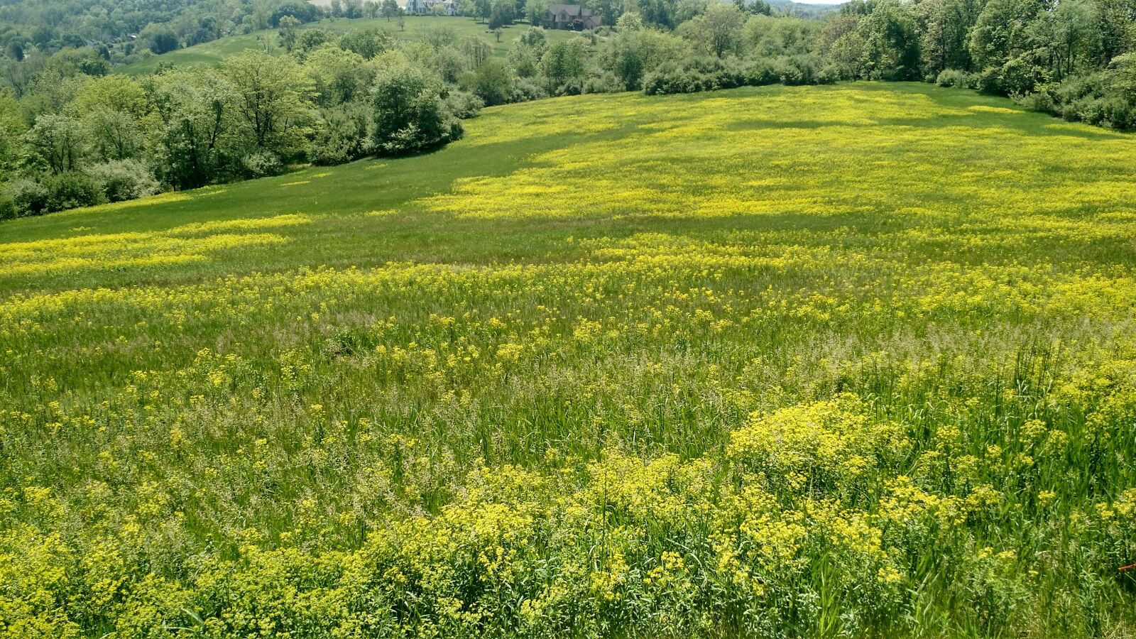 Motorola Moto X (2nd Gen) sample photo. Field, wild grasses, nature photography