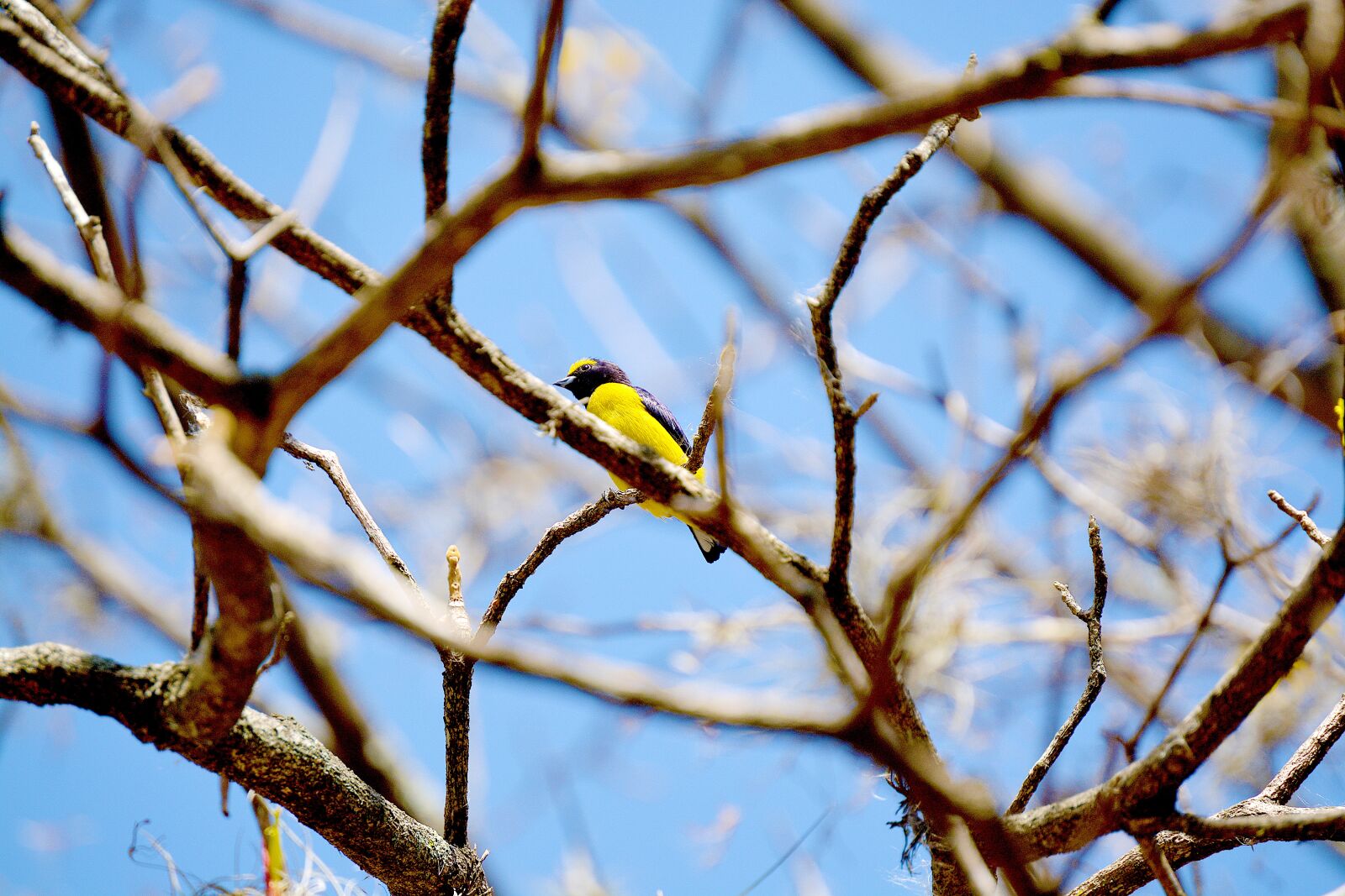 Nikon D5200 sample photo. Bird, birds, animals photography